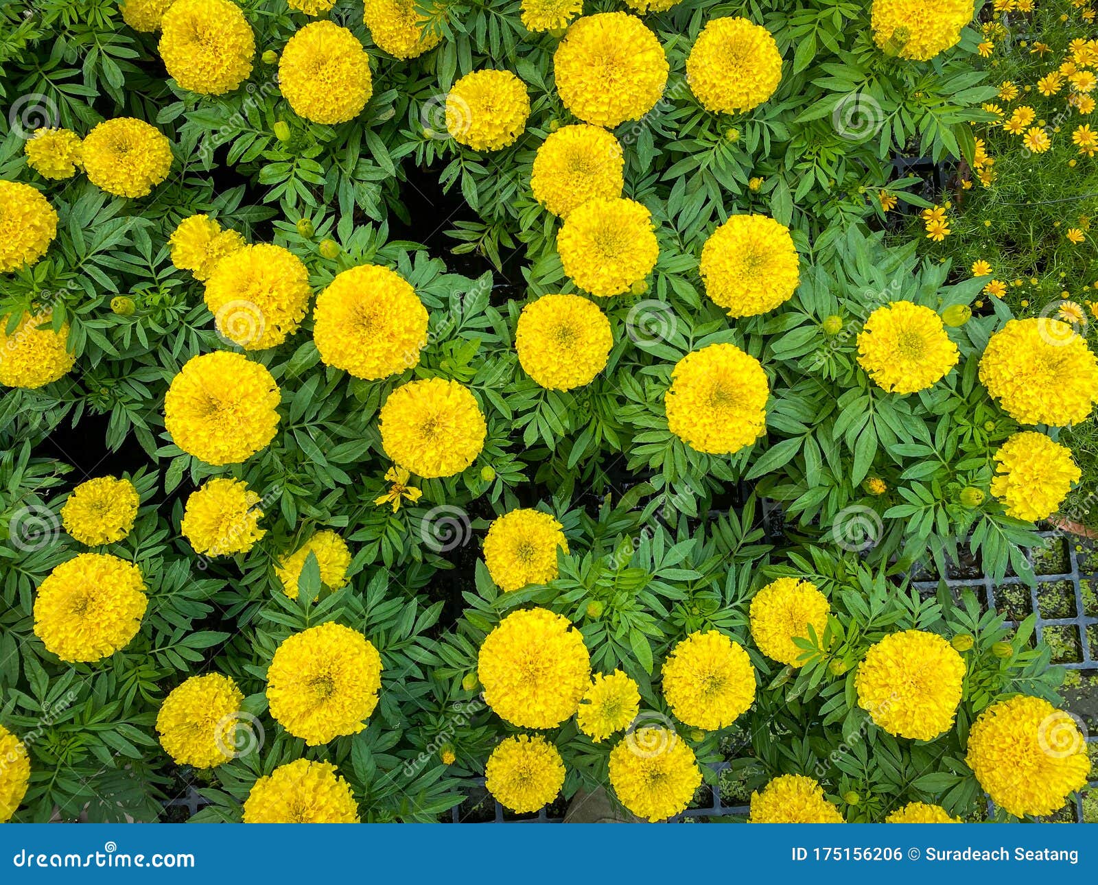 Marigold Flower in the Tree Market Stock Photo Image of autumn