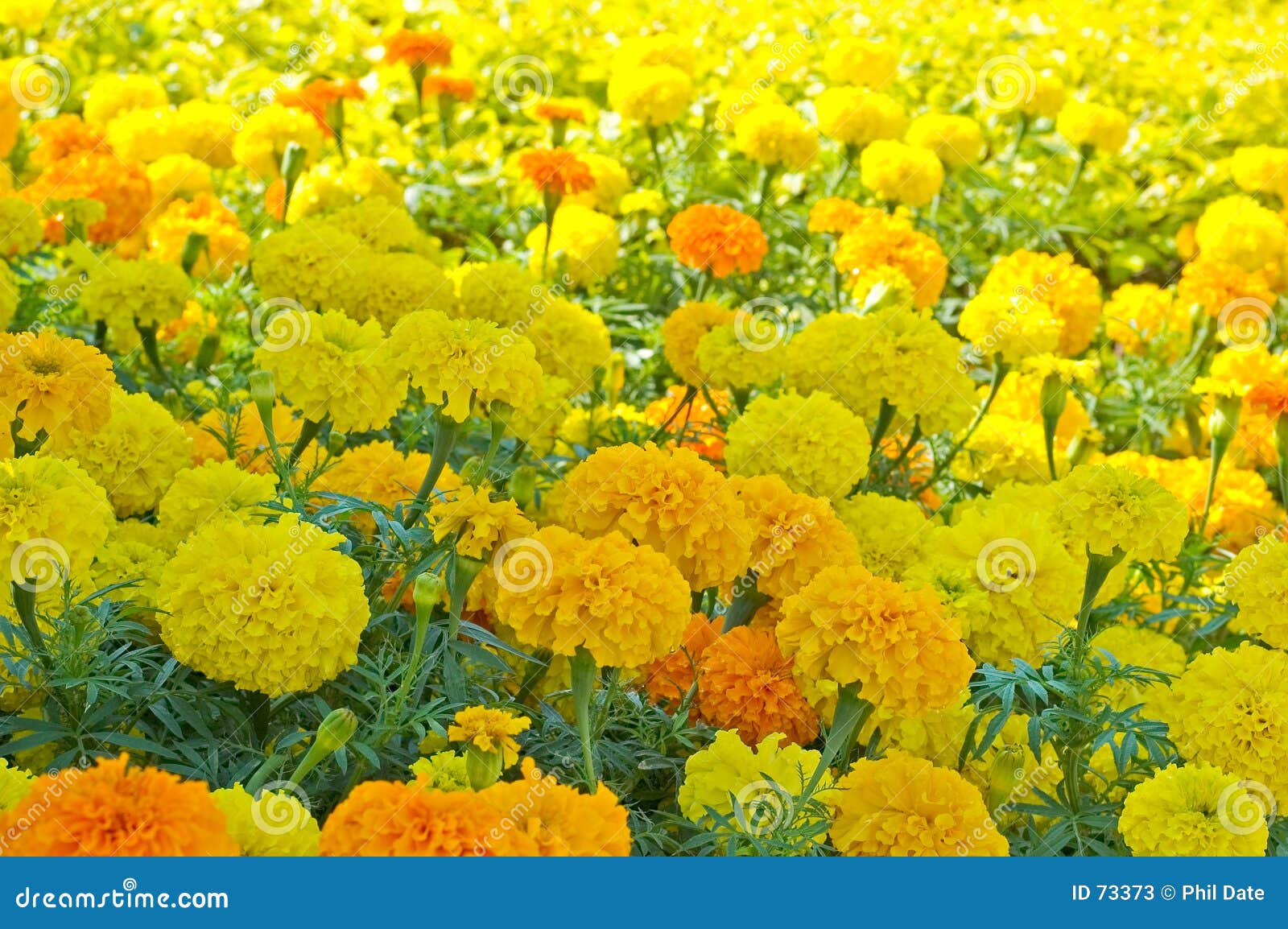Marigold Flowerbed 2 stock image. Image of flowers, lots 73373