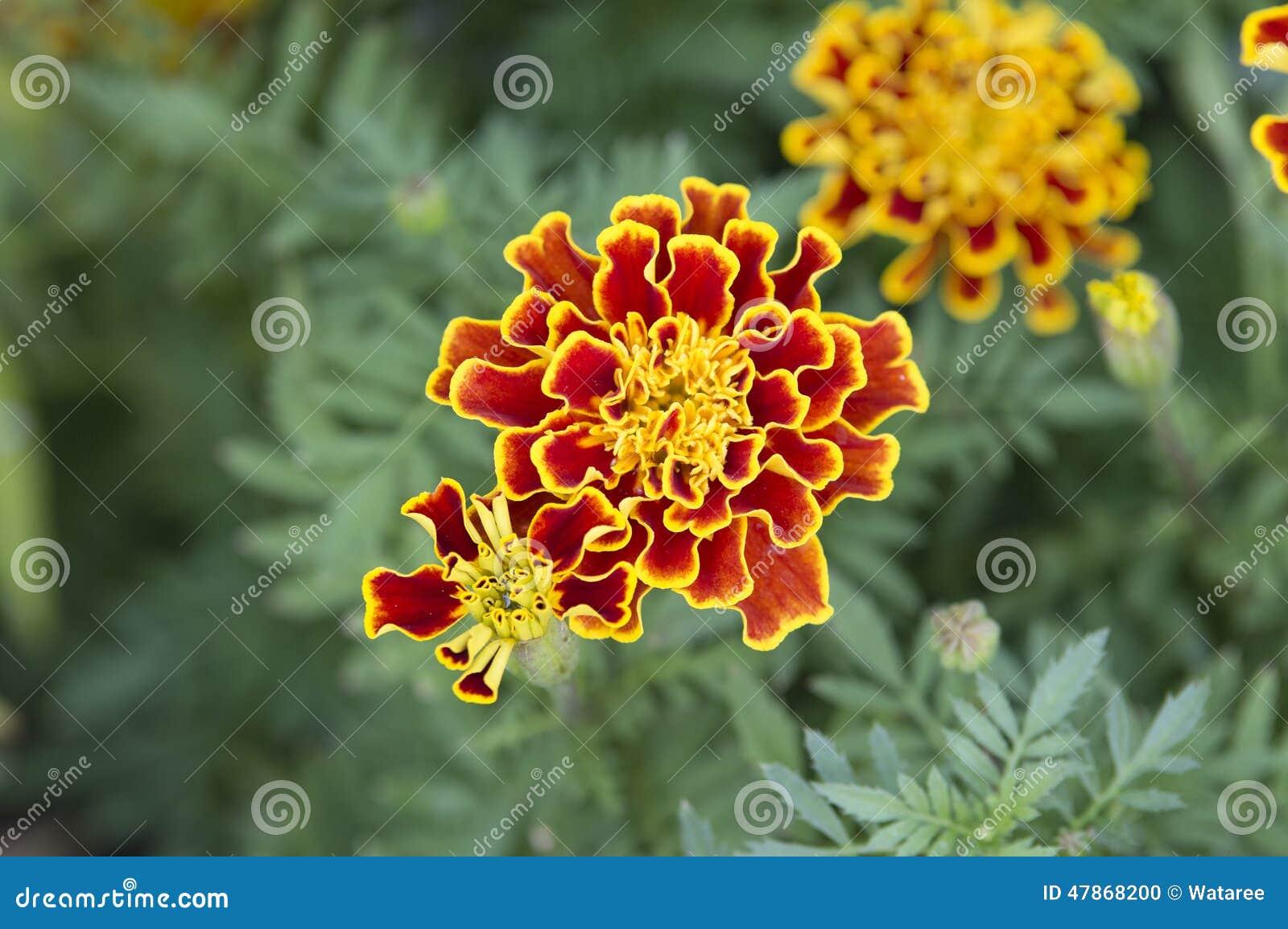 Marigold flowers stock photo. Image of nature, blooming 47868200