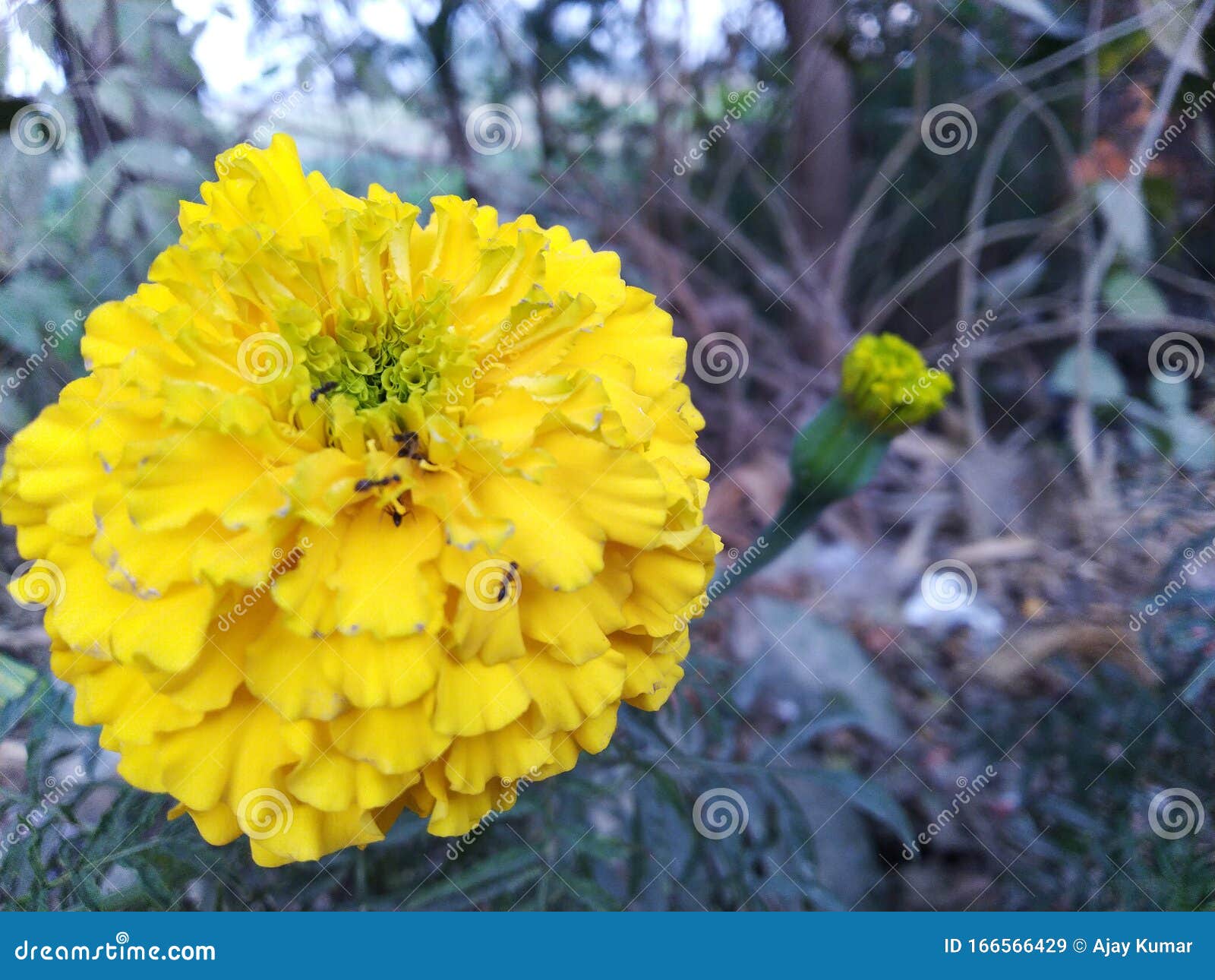 Marigold Flowers in Botanical Gardens Stock Image Image of yellow