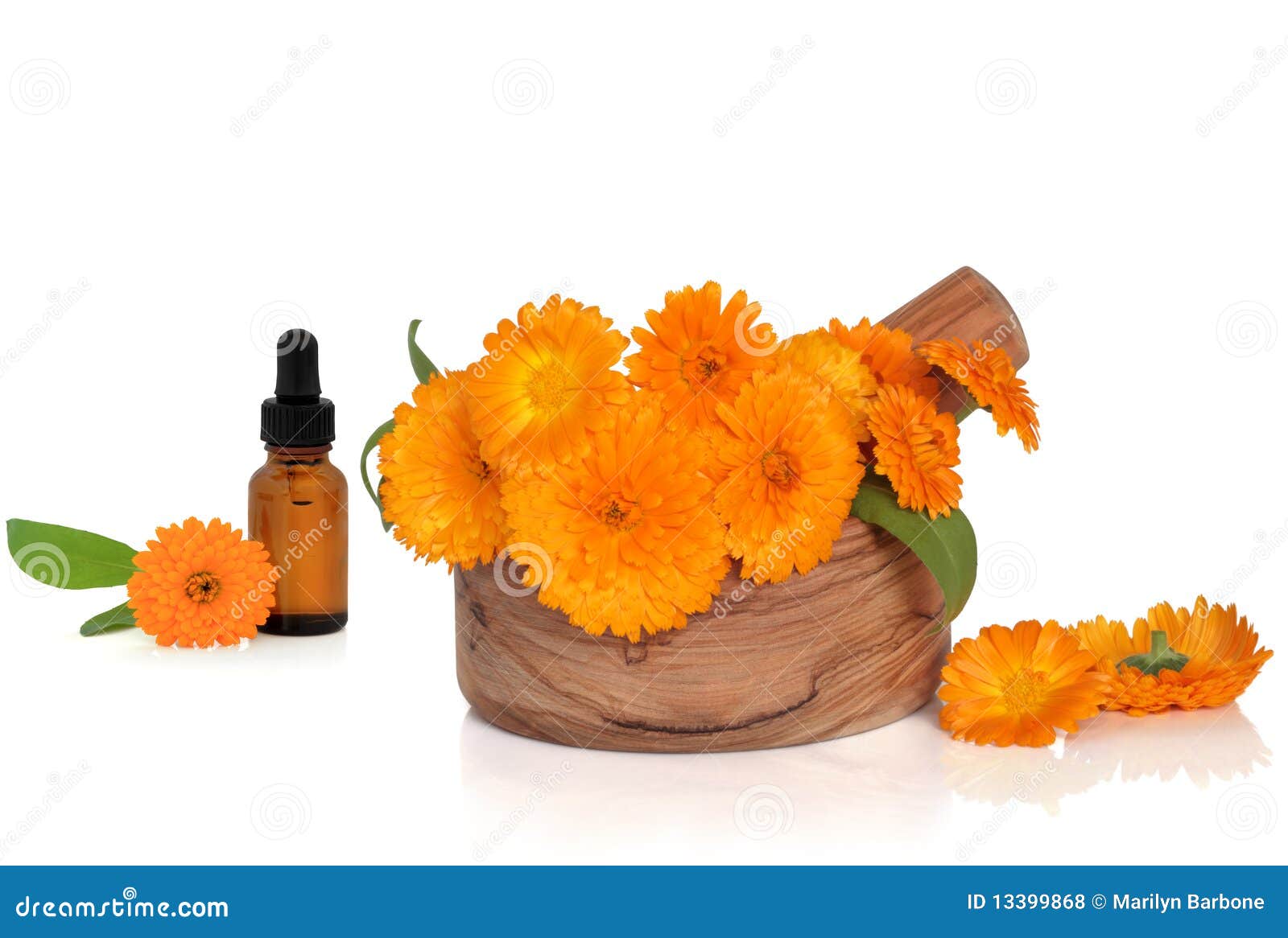 Marigold Flowers and Essence Stock Photo Image of olive, orange 13399868