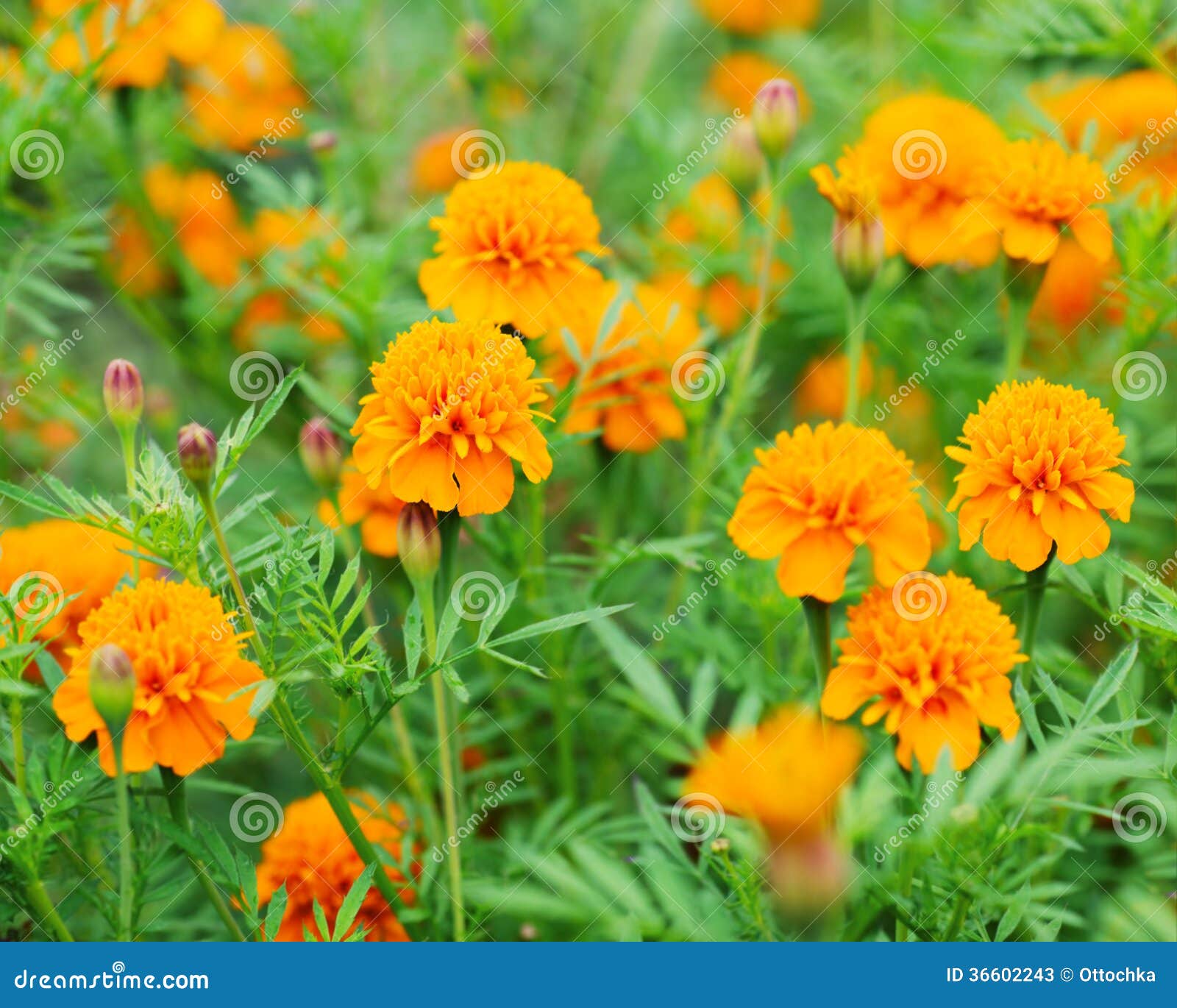 Marigold flowers stock image. Image of gift, fragrant 36602243