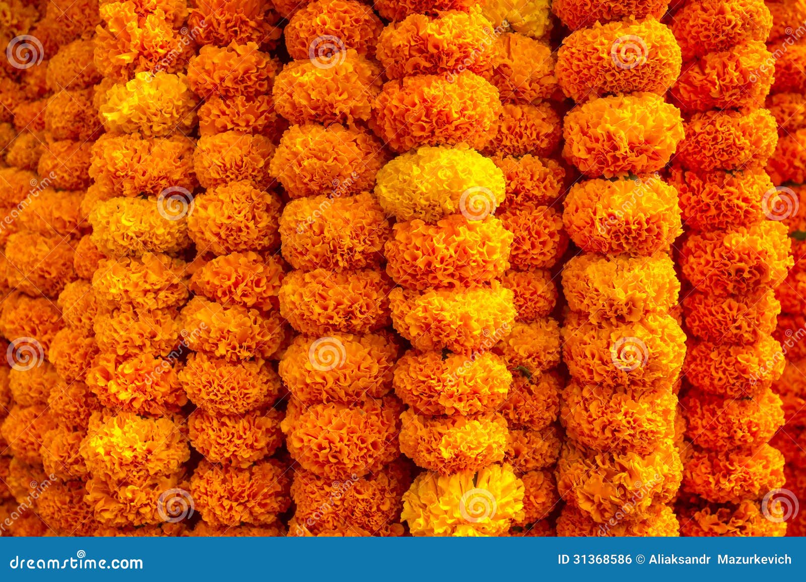 Marigold Flowers Garland Background Stock Photo Image 31368586