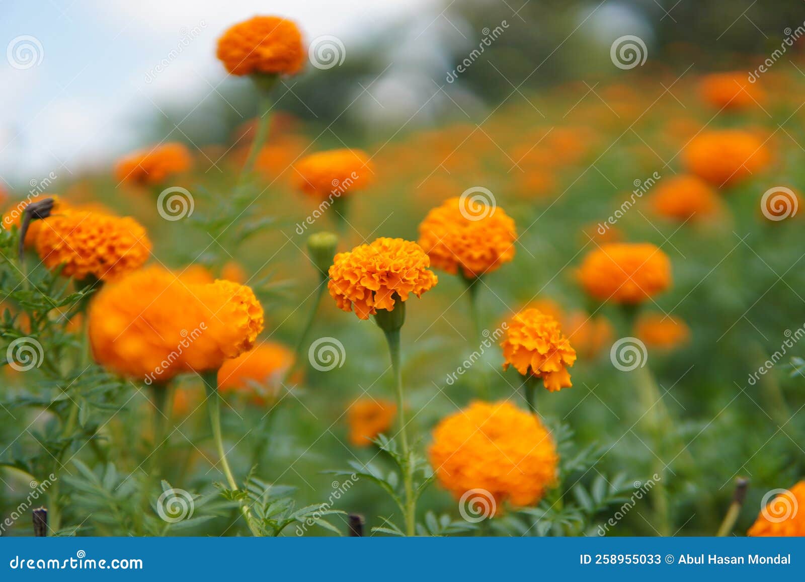 Marigold Flowers, Grange Marigold Flowers Farming. Stock Image - Image ...