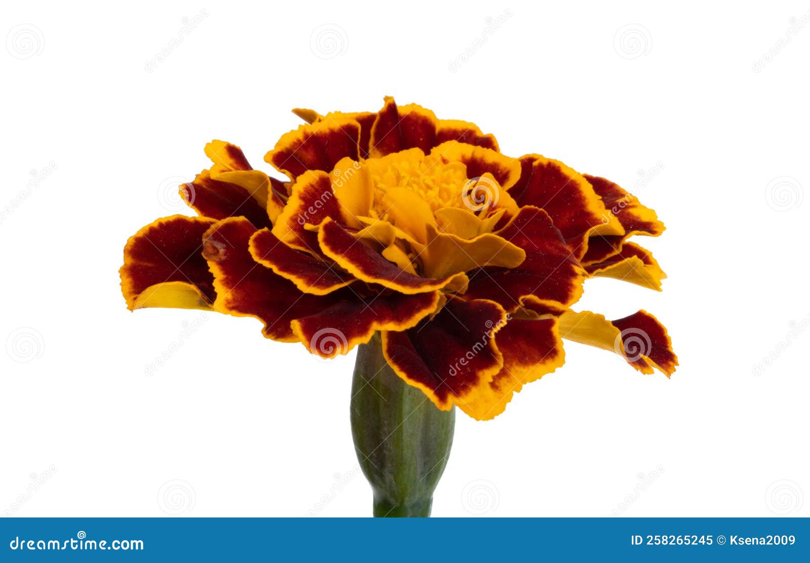 Marigold flowers isolated stock image. Image of marigold 258265245