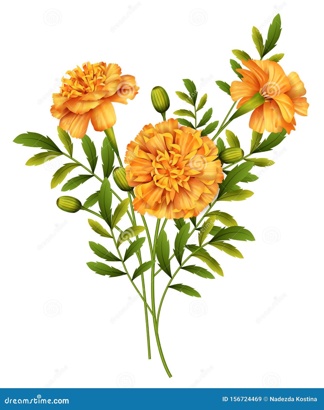 marigold flowers 