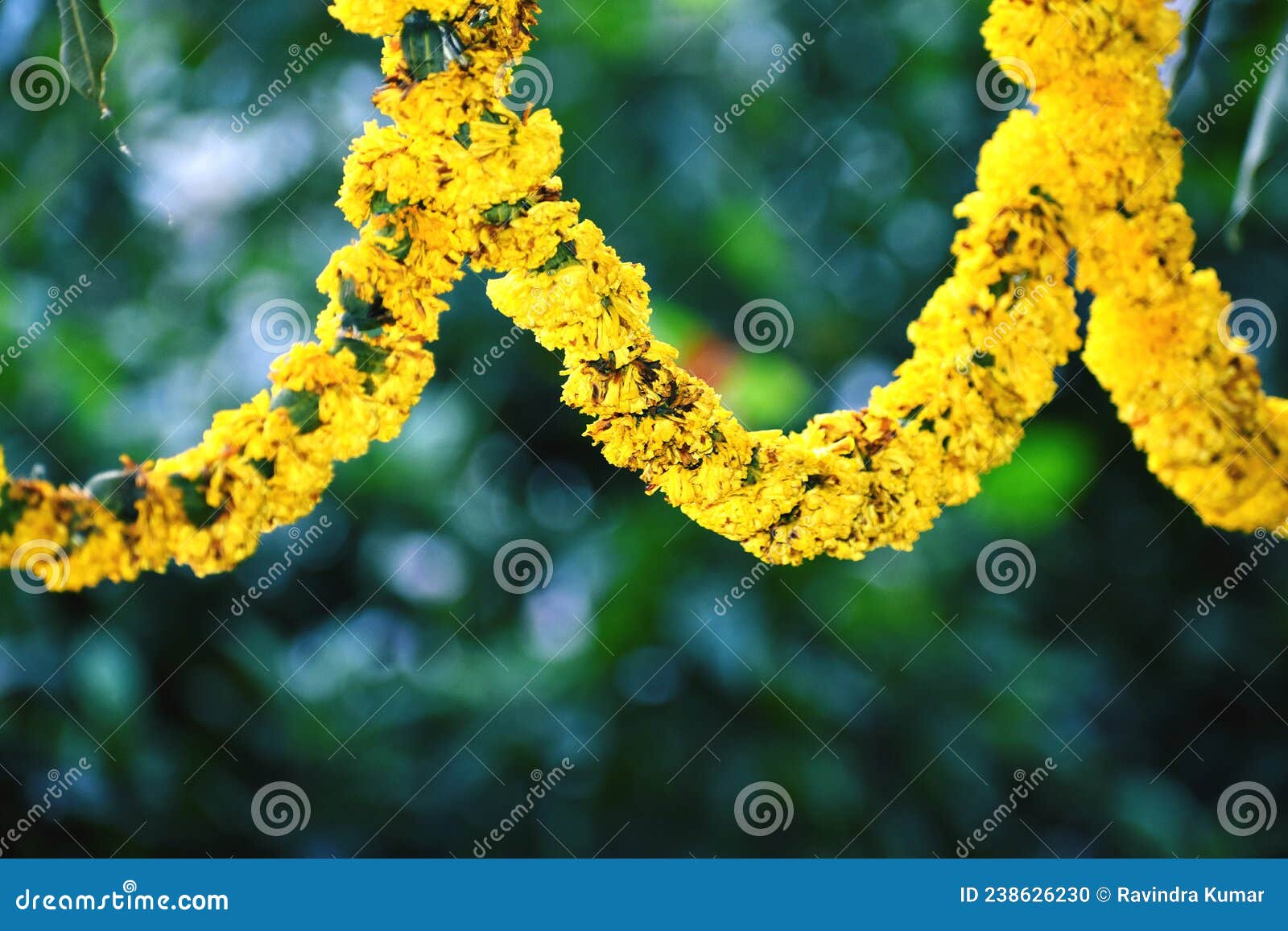 Flowers with 2024 multiple petals