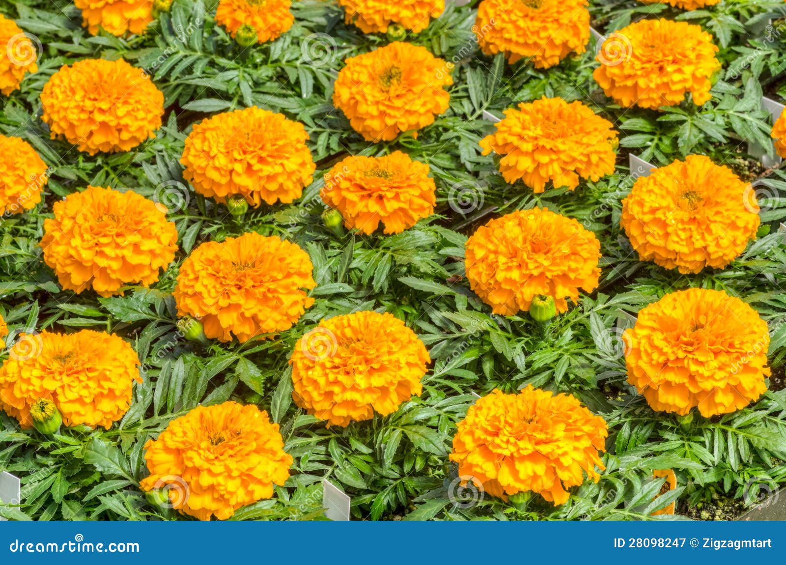 Marigold Flowers Ready To Plant Stock Image Image of blooms, plant
