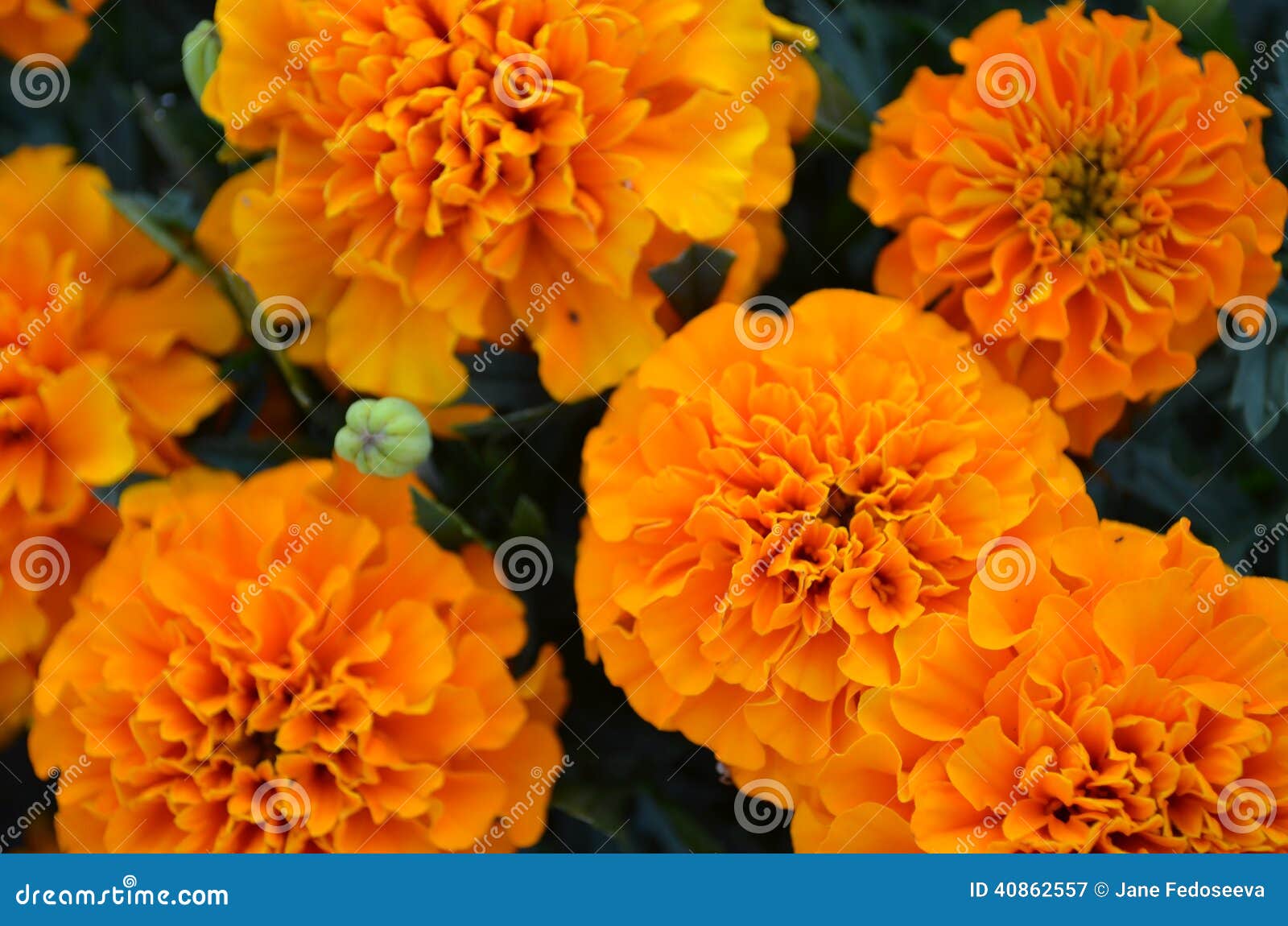 Marigold flowers stock image. Image of flowers, september 40862557
