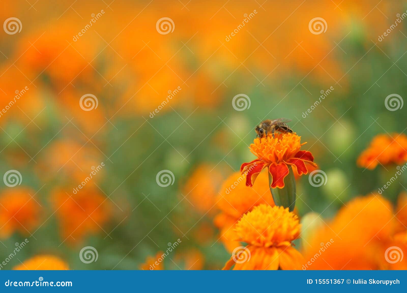 Marigold and honey bee stock image. Image of foliage 15551367