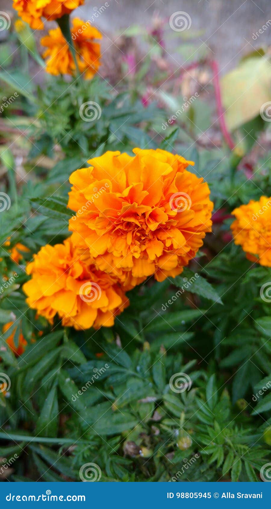 Marigold stock image. Image of mass, flora, bunchit, leaves - 98805945