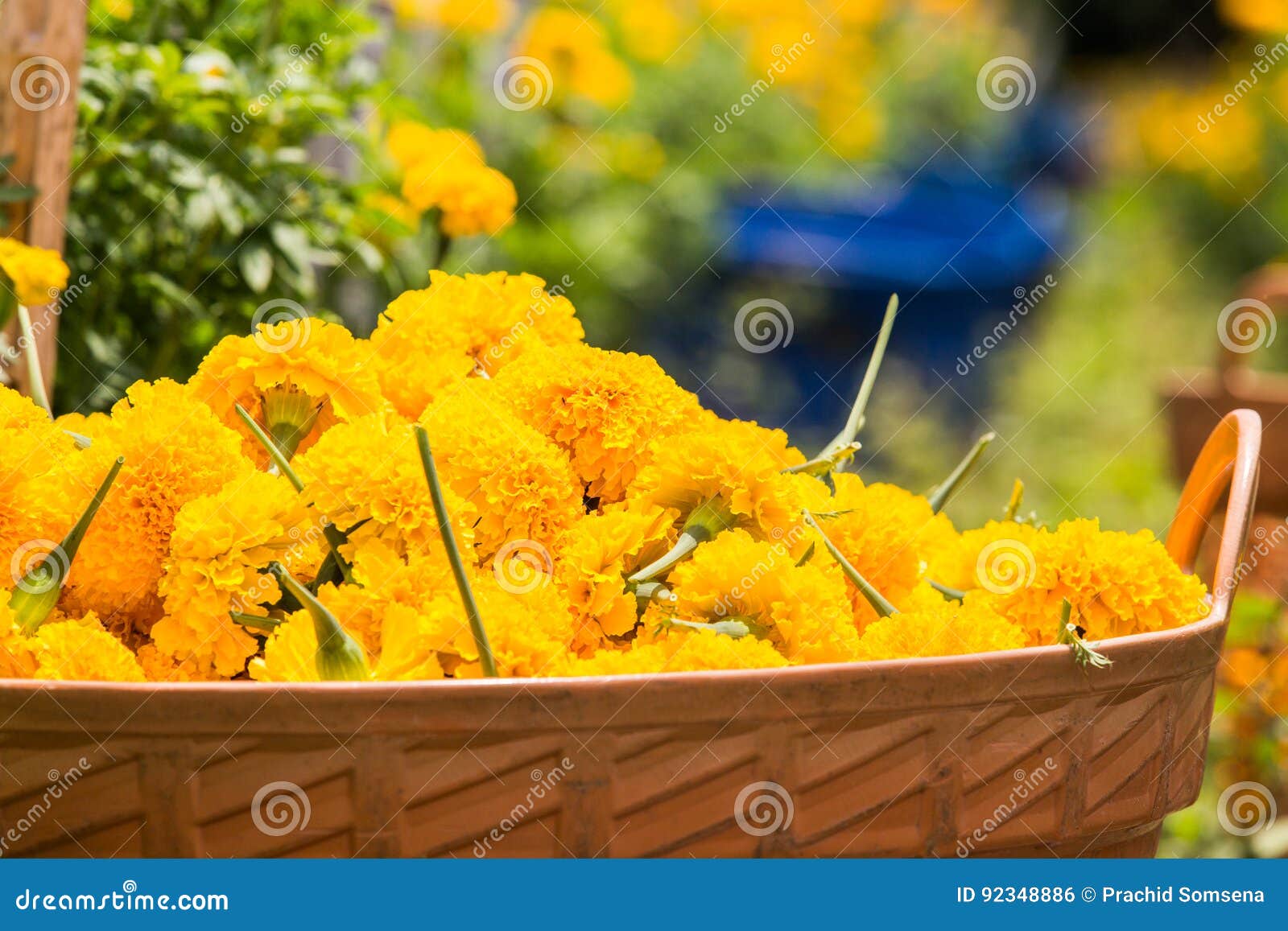 Marigold in orange basket. stock photo. Image of natural 92348886