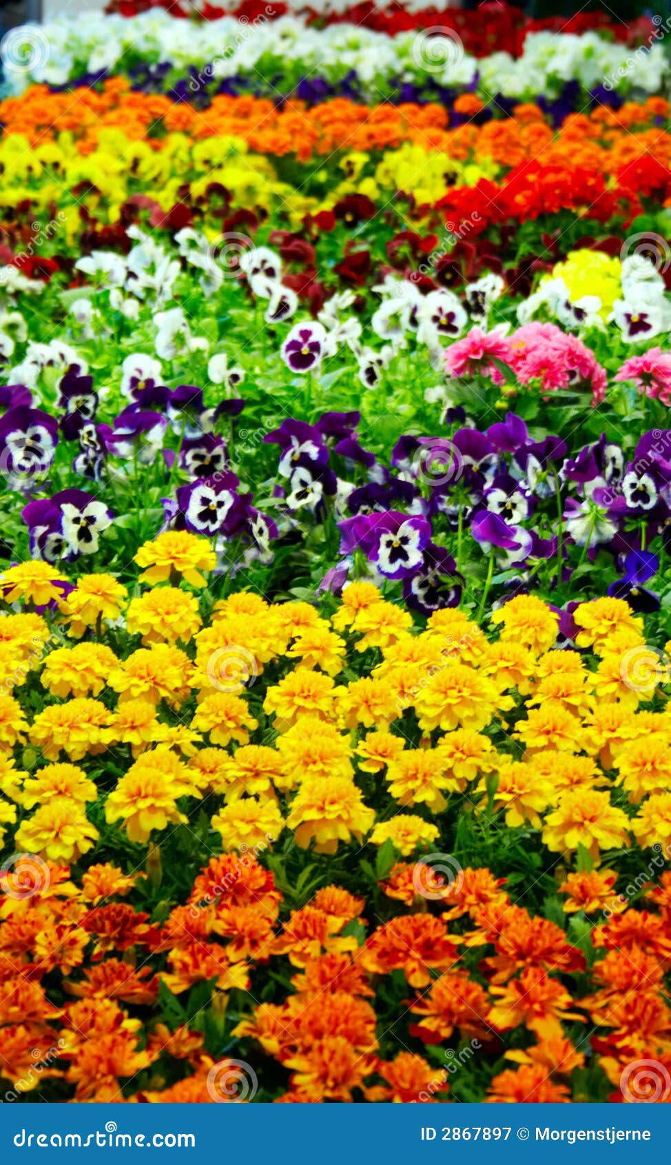 Marigold & pansy stock image. Image of meadow, pansy 2867897