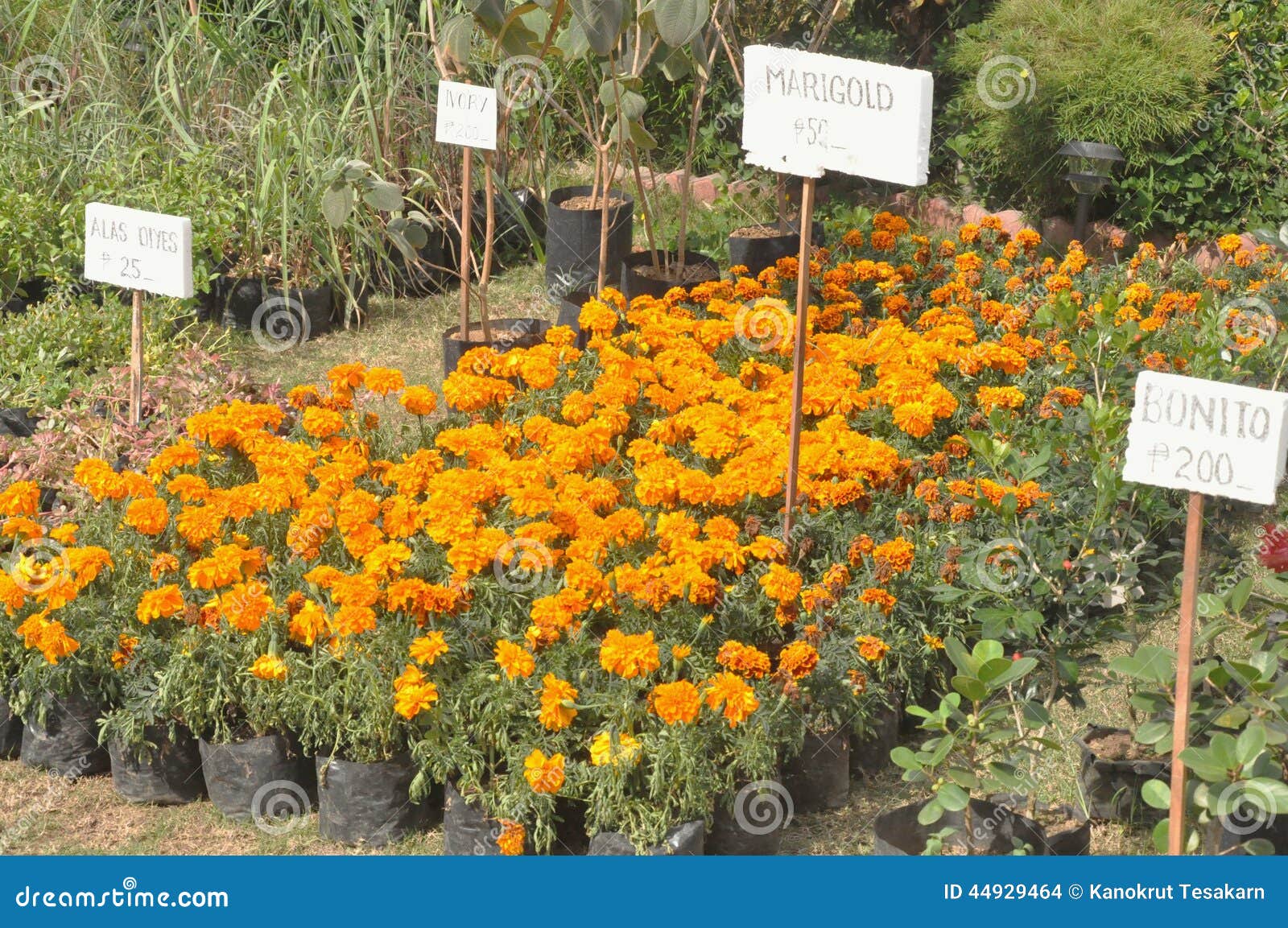 Marigold stock photo. Image of marigold, sales, plants 44929464