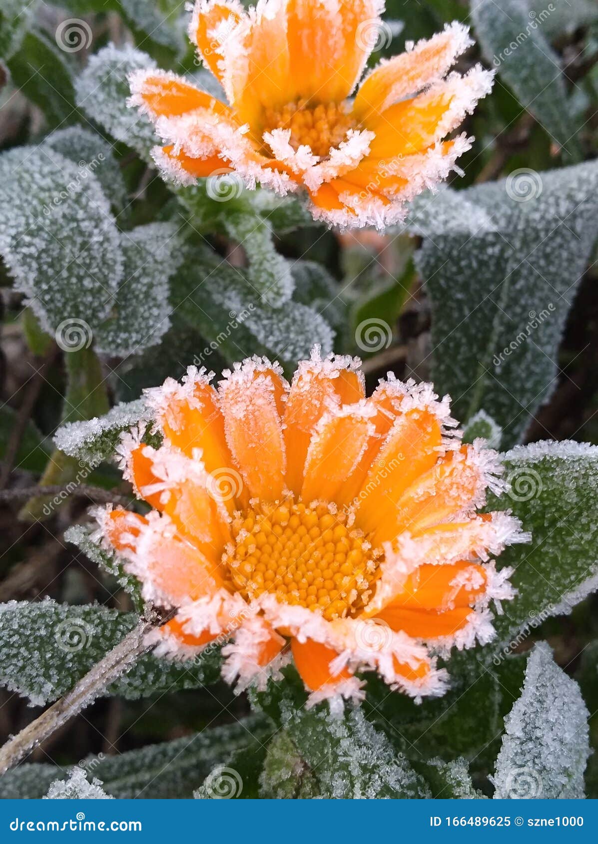 Marigold winter stock image. Image of herbn, calendula 166489625