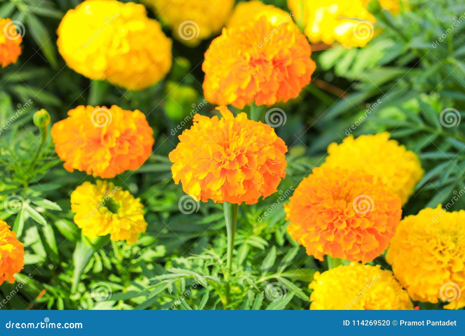 Marigold Yellow-orange Flower Blooming Beautiful in Garden (Ta Stock ...