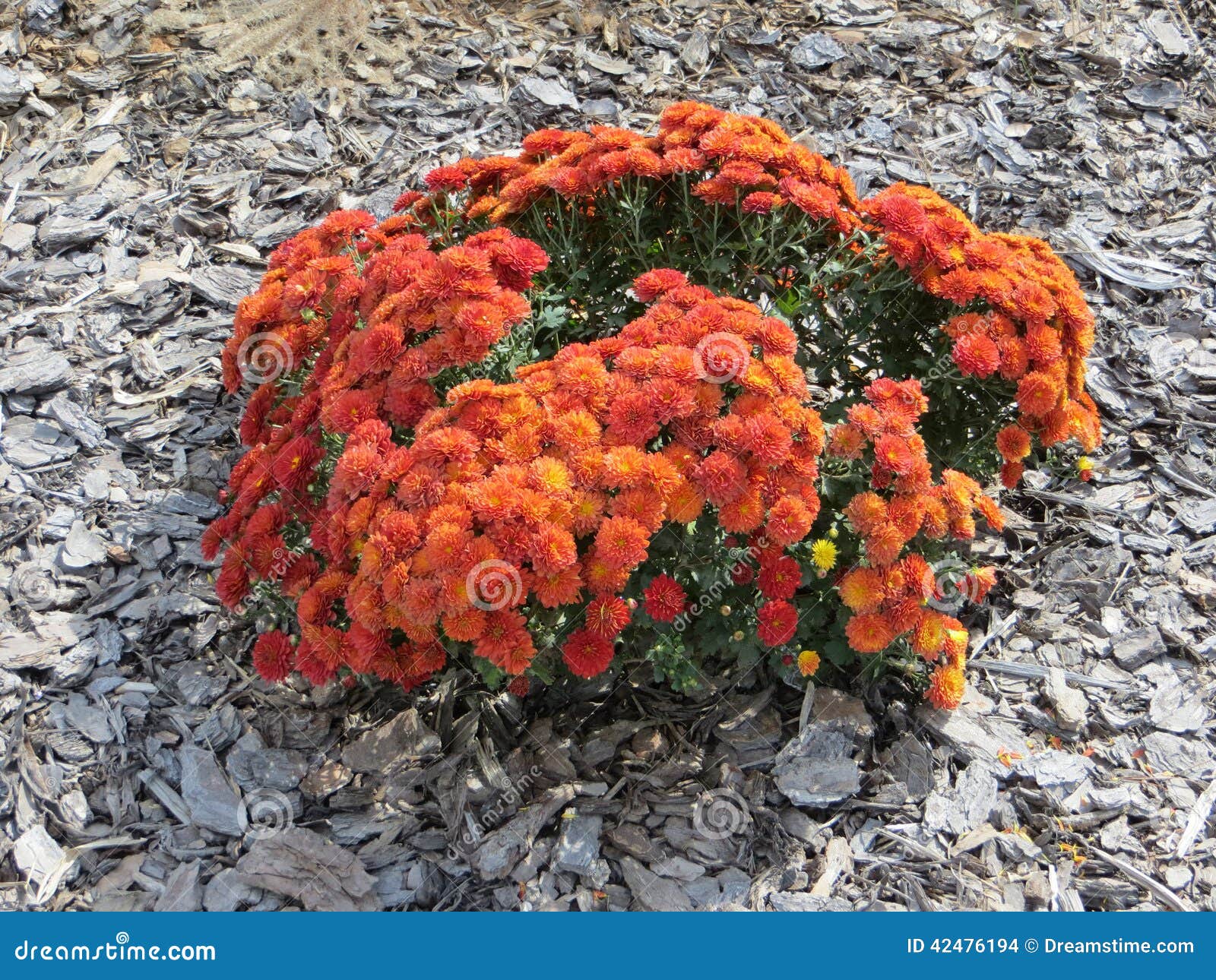 Marigolds in fall season stock photo. Image of shrub 42476194