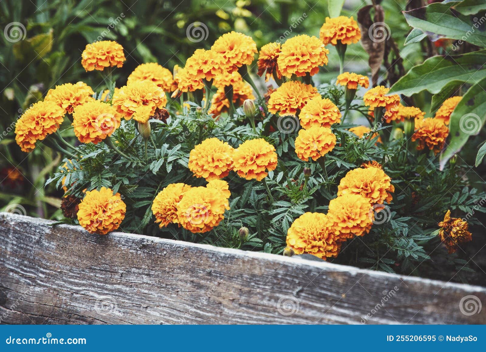 Marigolds Flowering Border in Flower Garden Stock Image Image of
