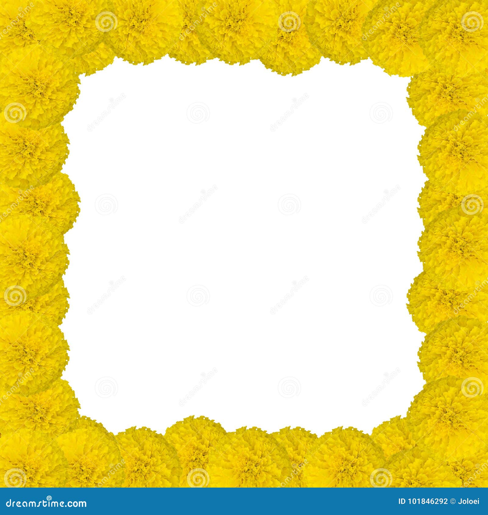 Marigolds frame stock photo. Image of frame, botany 101846292