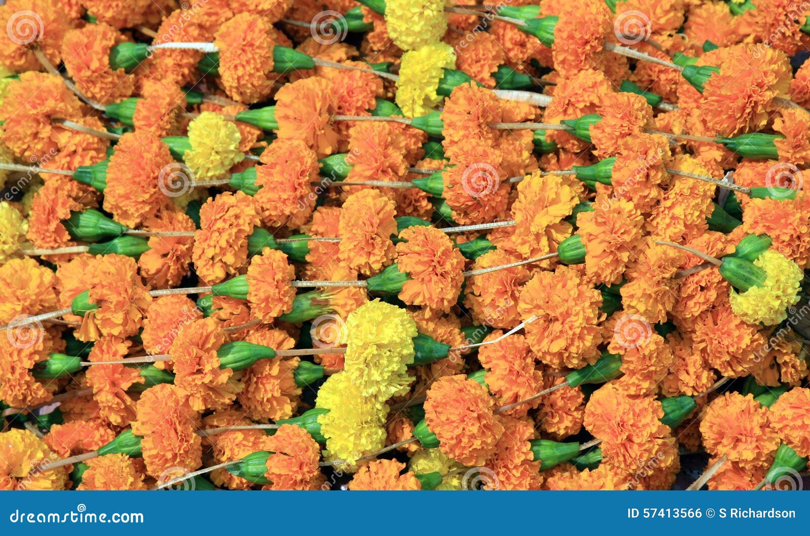 Marigolds stock photo. Image of strands, strand, india 57413566
