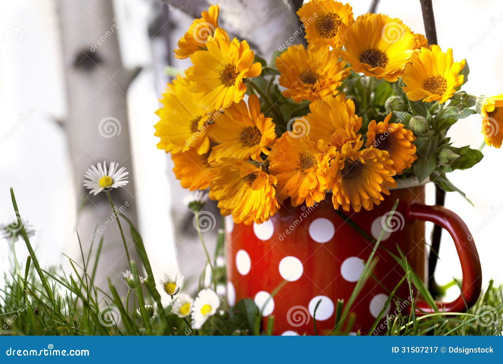 Marigolds stock image. Image of daisies, shrub, damp 31507217