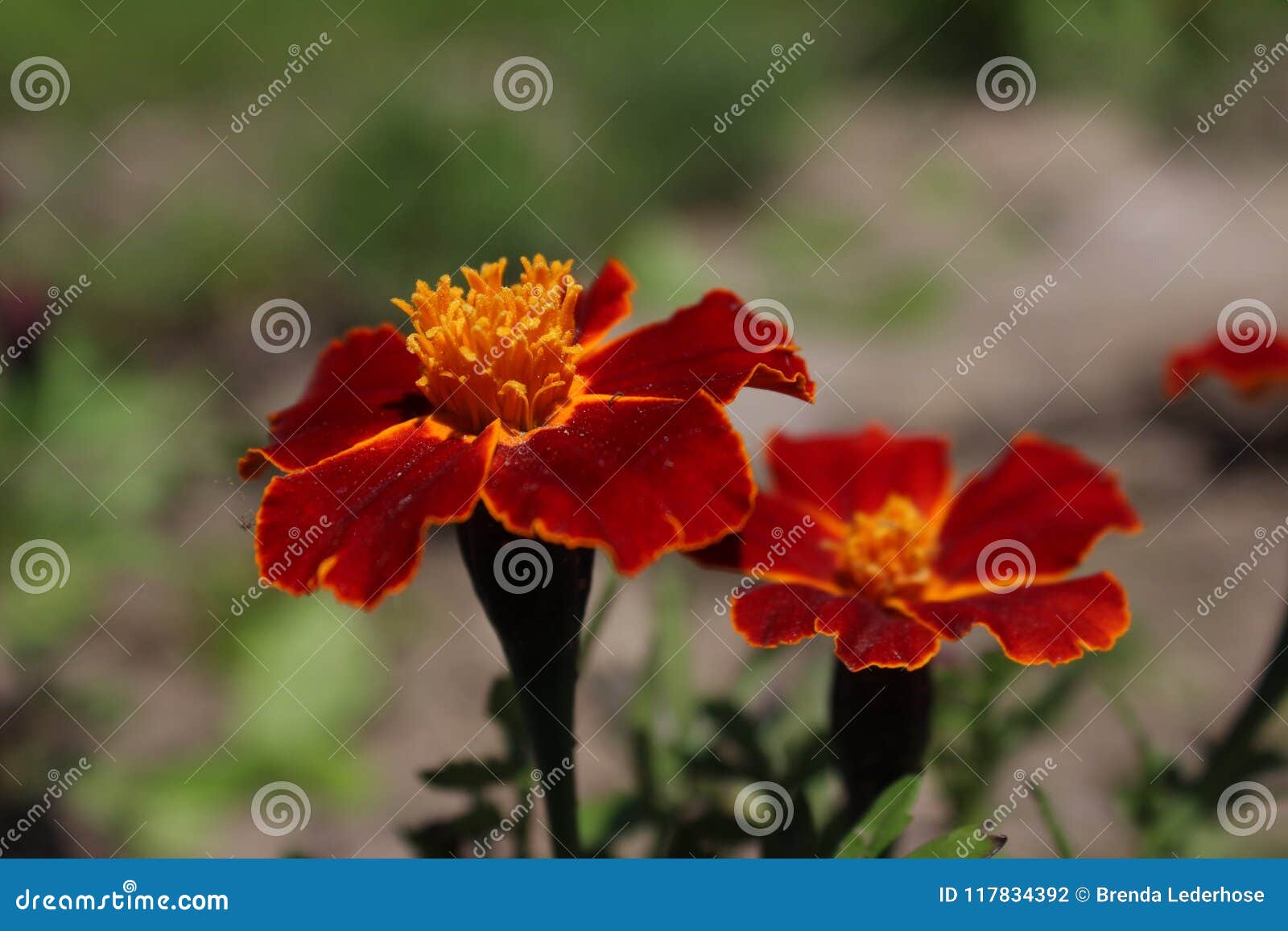 Marigolds In My Garden Ontario Canada Stock Photo Image Of