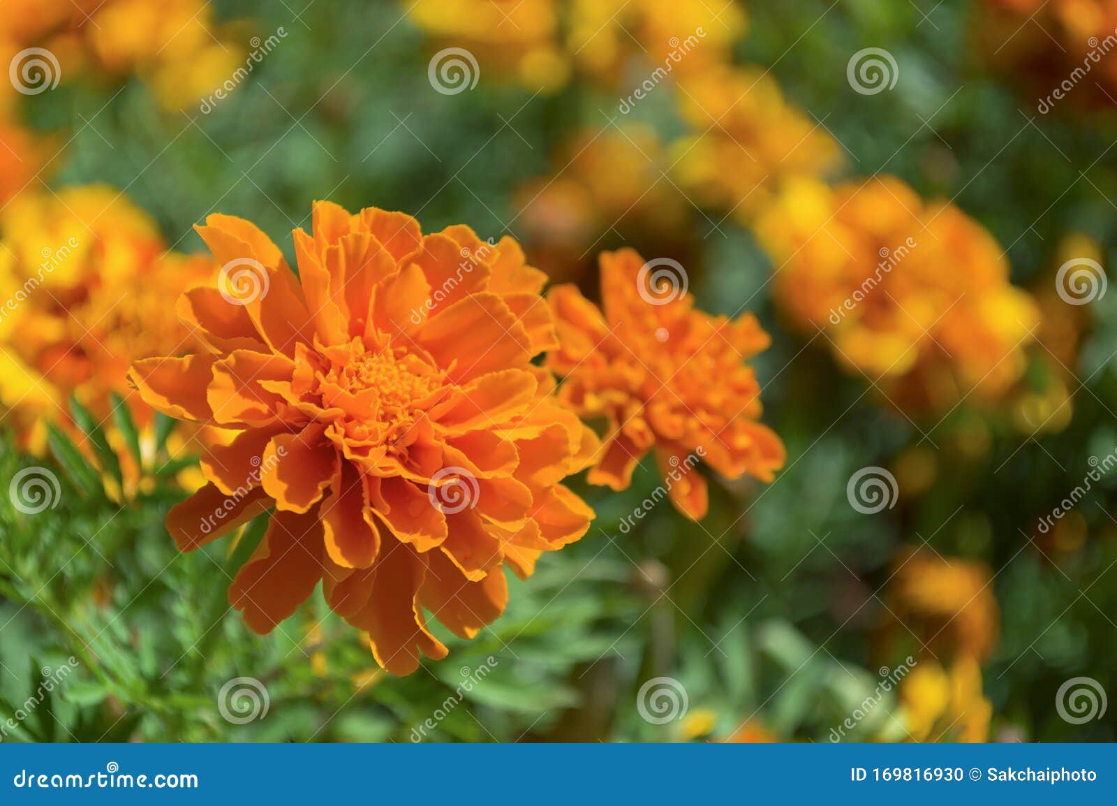Marigolds Shades of Orange in the Garden Stock Photo - Image of ...