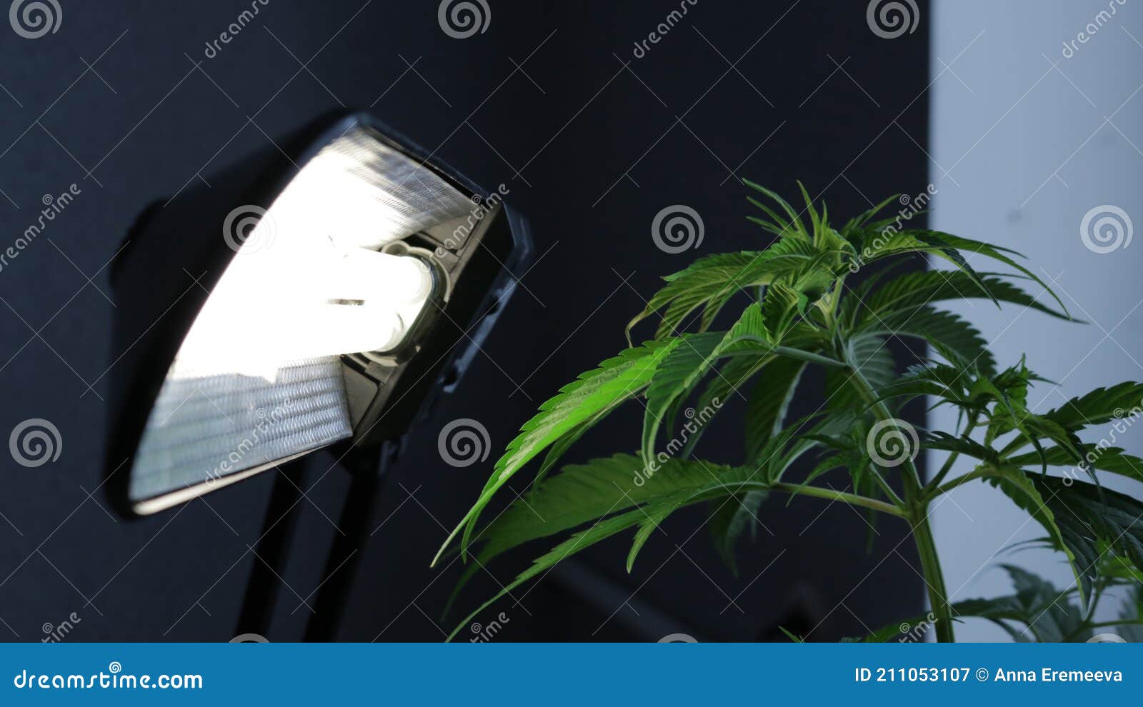 A Marijuana Bush in Front of an Artificial Light Source Stock Image
