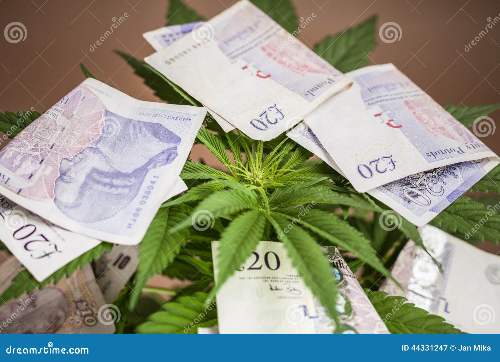 marijuana-business-concept-cannabis-plant-banknotes-british-currency-44331247.jpg