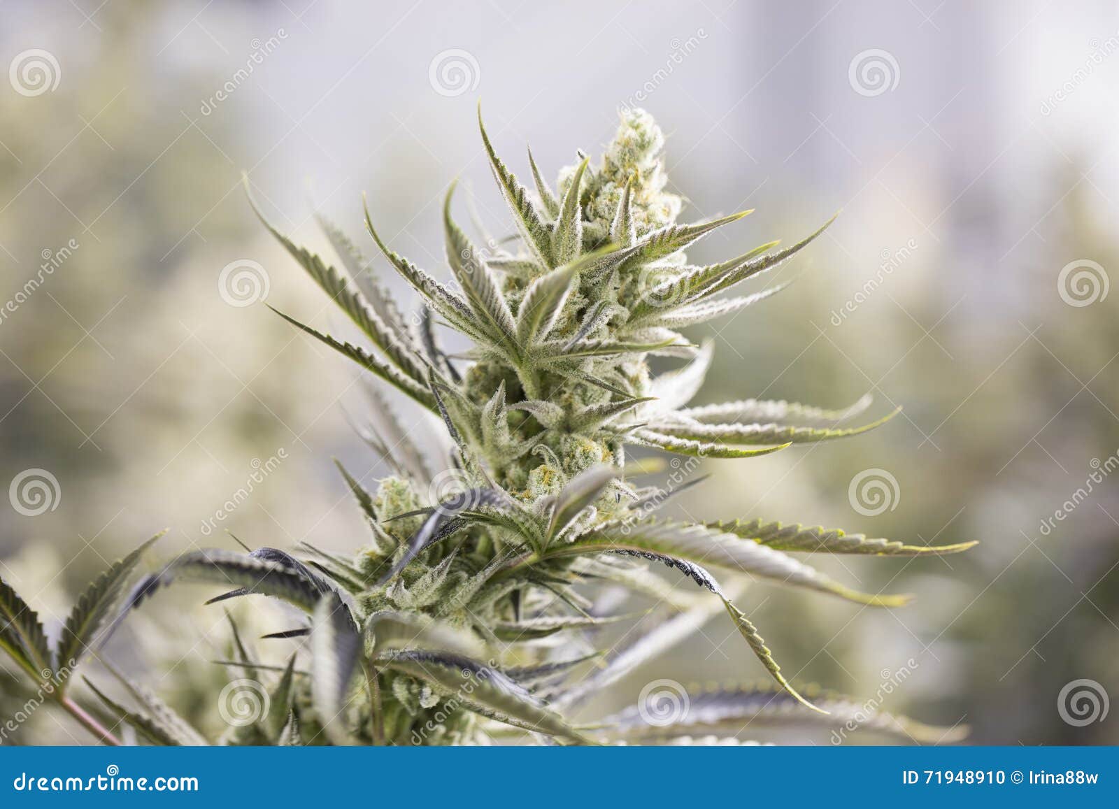 marijuana flowering buds cannabis hemp plant very large ind macro crystals indoor weed harvest 71948910