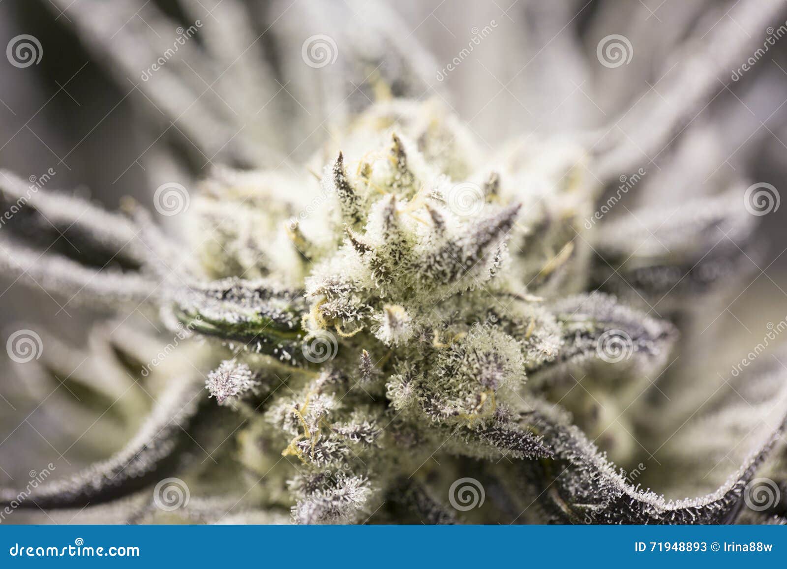 marijuana flowering buds cannabis hemp plant very large indoor weed harvest macro crystals 71948893