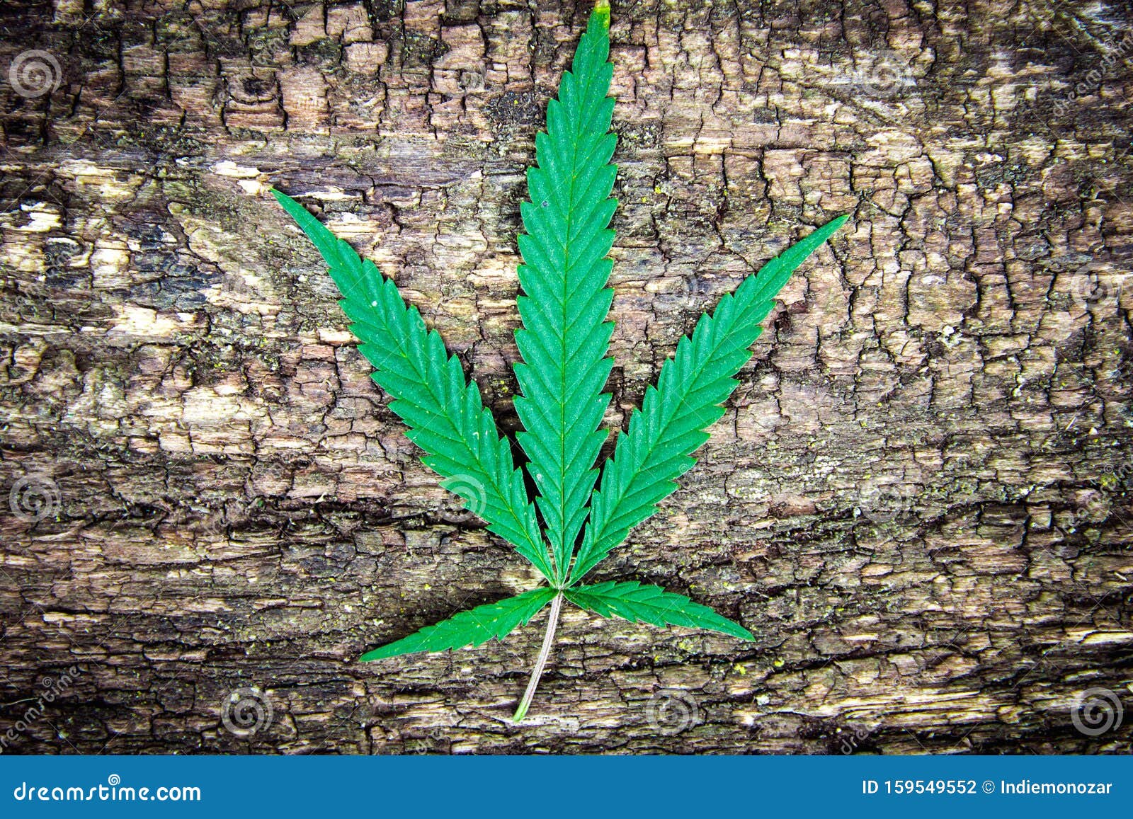 Marijuana Leaf, Cannabis on an Old Naturally Stock Photo - Image of green,  illegal: 159549552