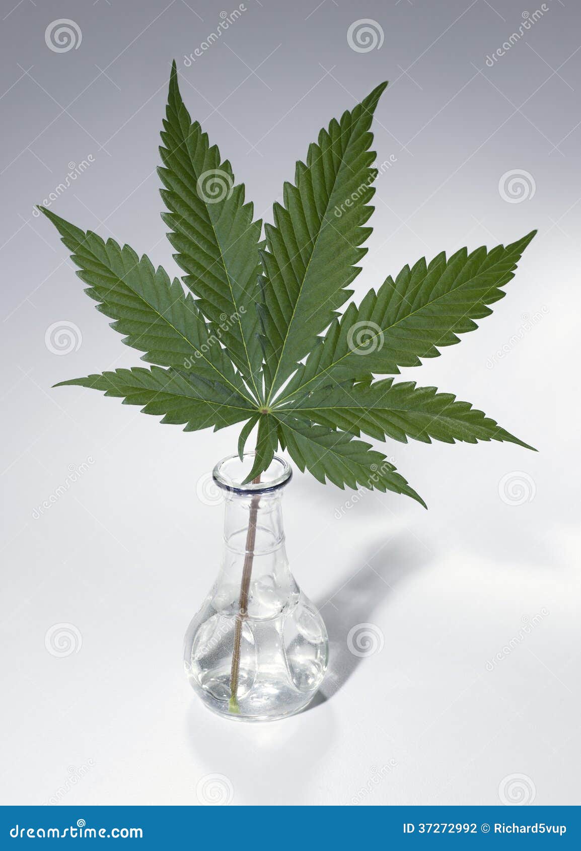 Marijuana3 stock photo. Image of glass, neutral, leaf 37272992