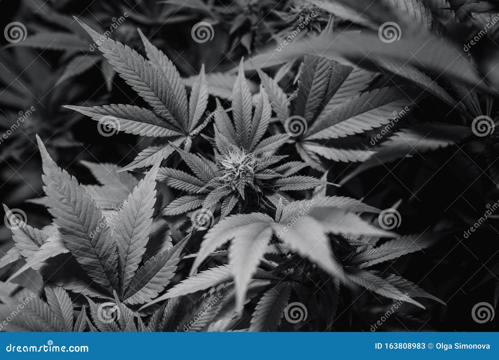 Cannabis Dark Web