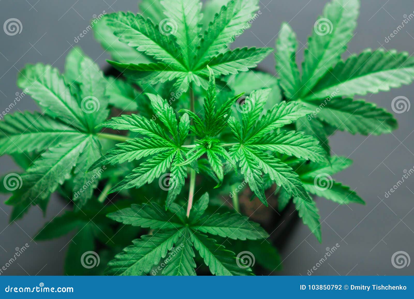 A Young Beautiful Cannabis Plant Medical Marijuana on a Black Wood ...