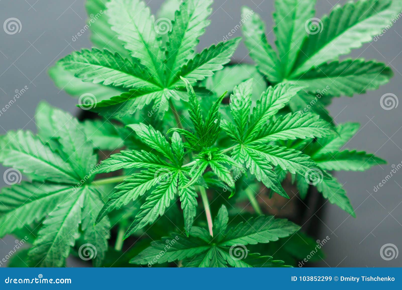 A Young Beautiful Cannabis Plant Medical Marijuana on a Black Wood ...