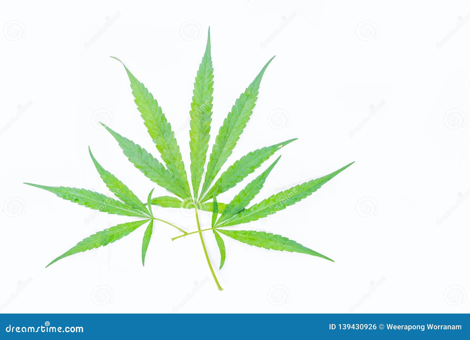 Marijuana Marihuana Indian Hemp Leave The Plant On The White Background Stock Photo Image Of Foliage Beautiful 139430926