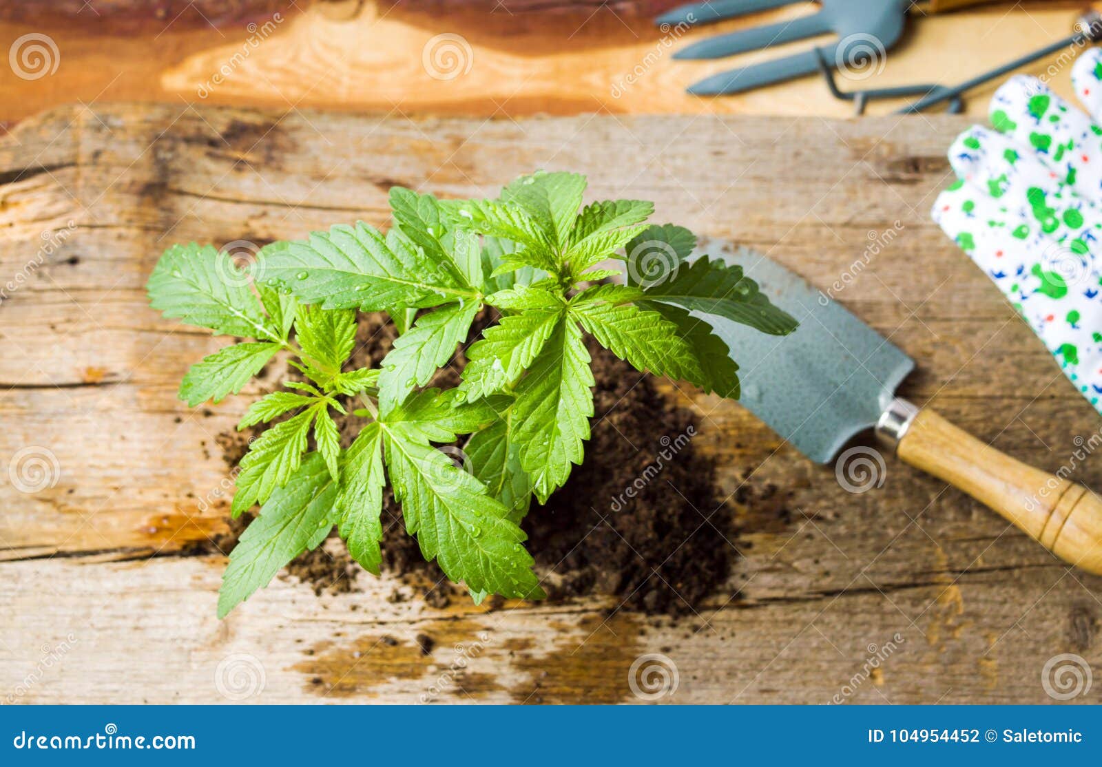 Marijuana Plant Growing from the Ground Stock Photo Image of glove