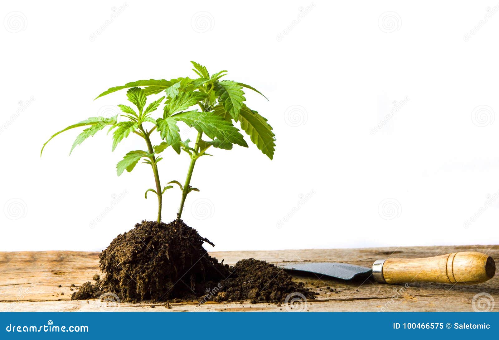 Marijuana Plant Growing from the Ground Stock Image Image of drug