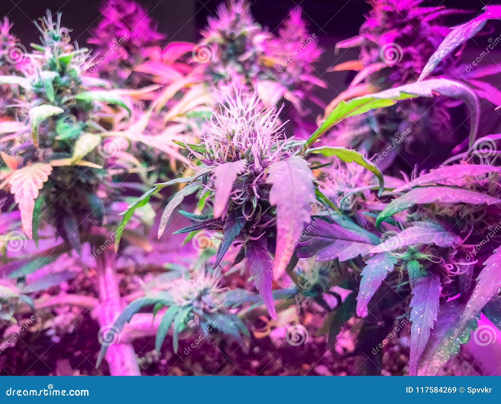 Marijuana Plants Under Ultraviolet Light Stock Image Image of light