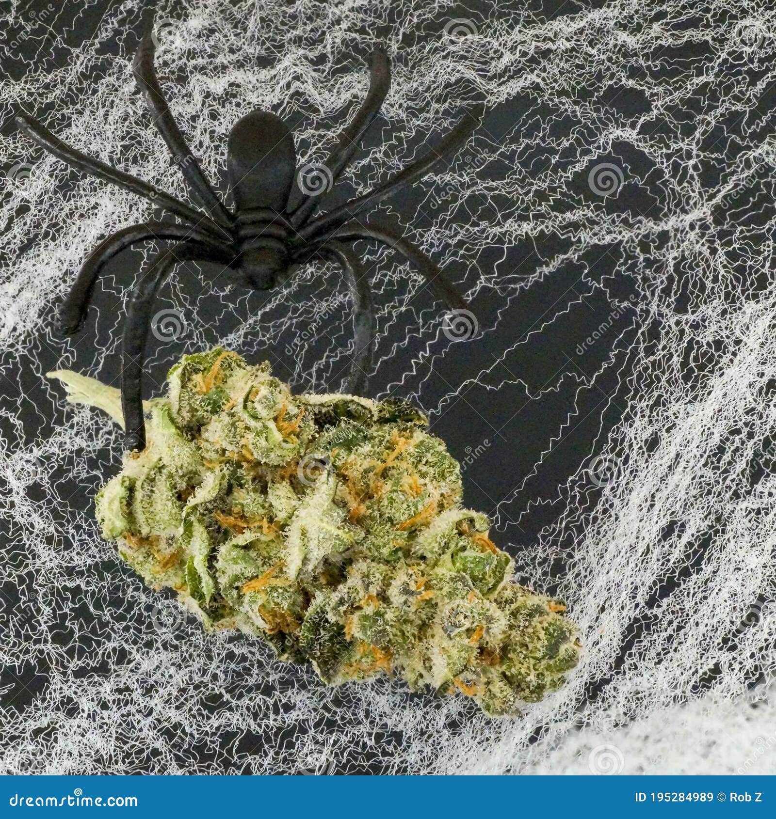 Marijuana Stuck in a Spider`s  Stock Image Image of arachnid
