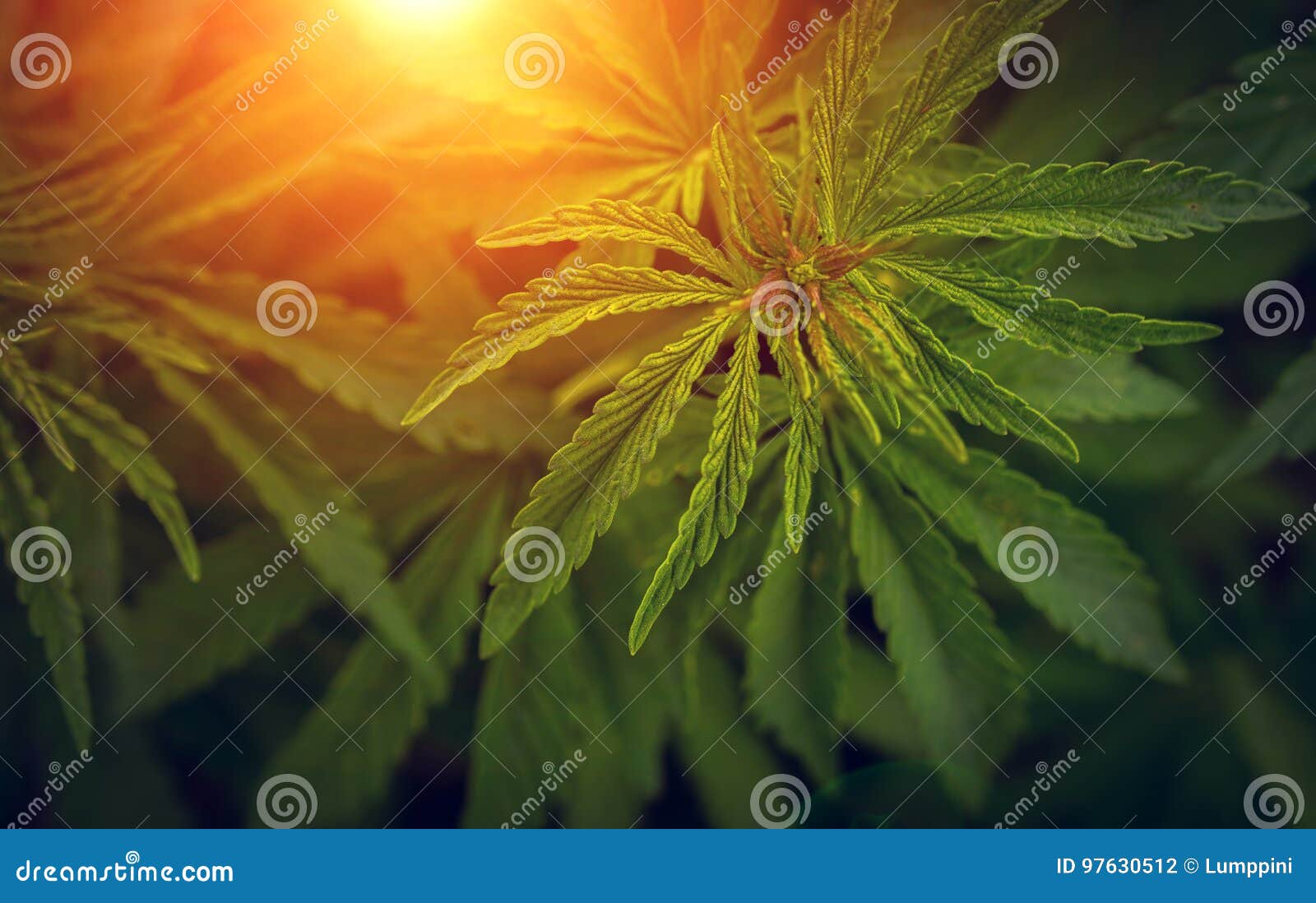 Marijuana at Sunset. Bush Cannabis. Stock Photo Image of drug, ganja