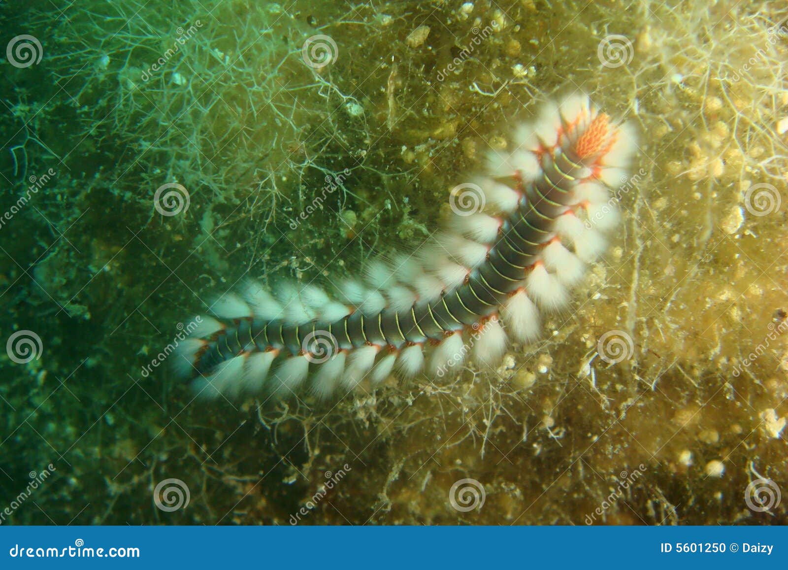 Marine animal stock photo. Image of underwater, water - 5601250