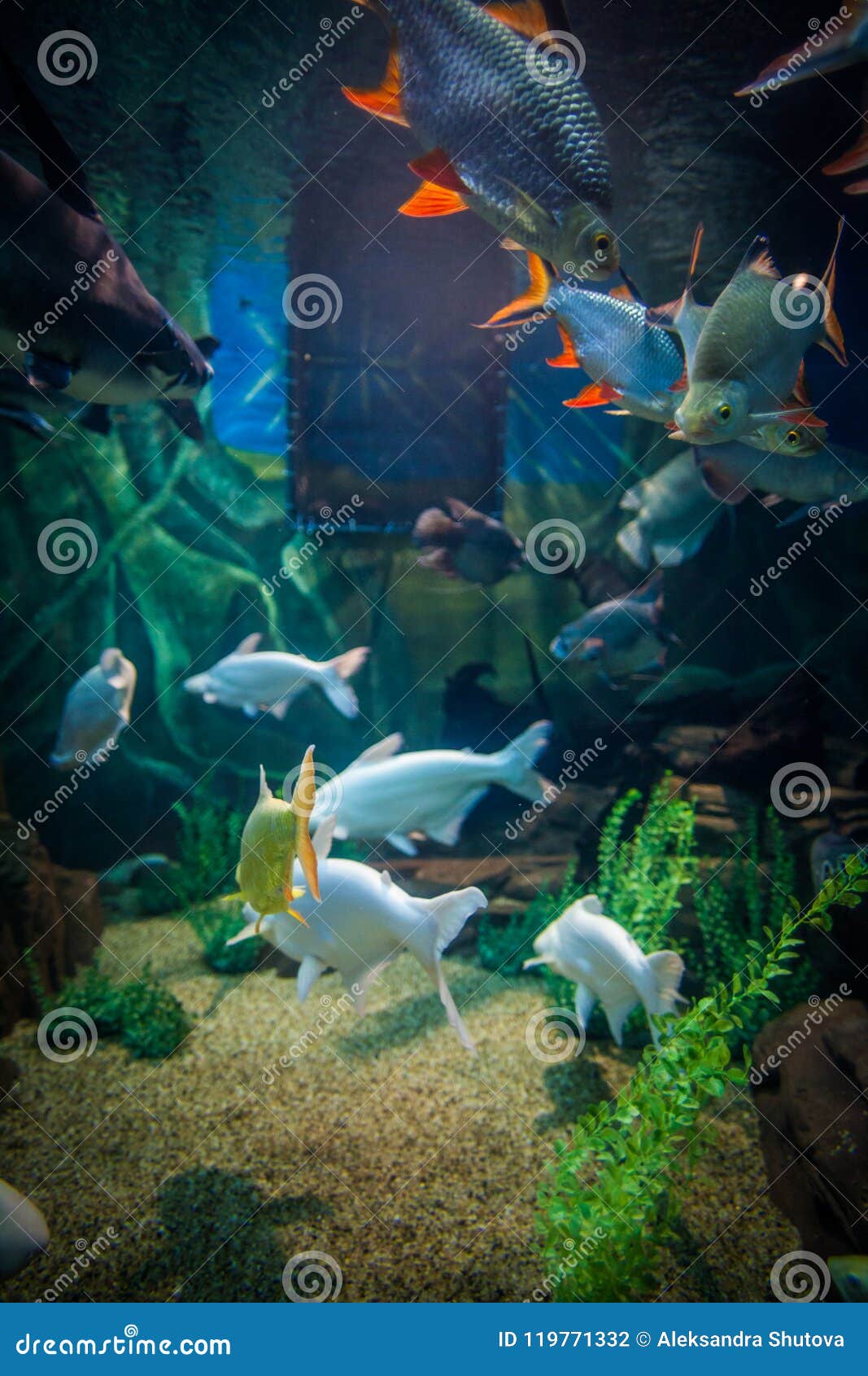 A Marine Aquarium with Fishes and Seaweed Stock Photo Image of aquarium, freshwater 119771332