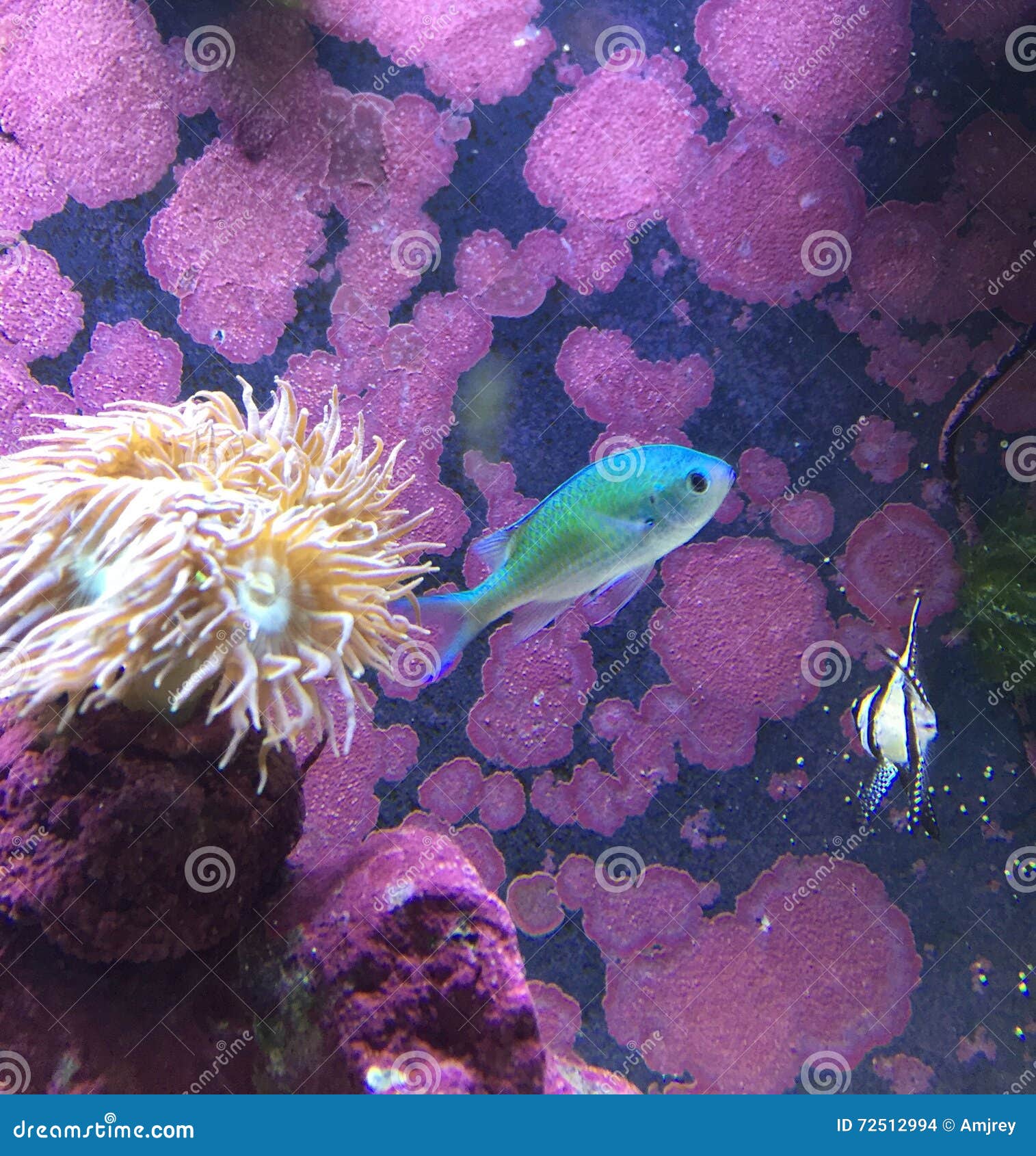 Marine aquarium stock photo. Image of pink, algae, soft 72512994