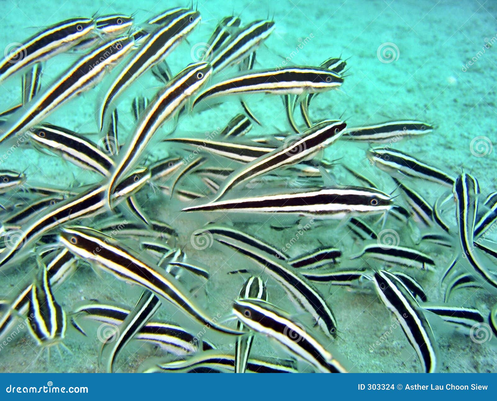 Marine Catfish stock photo. Image of underwater, blue, black 303324