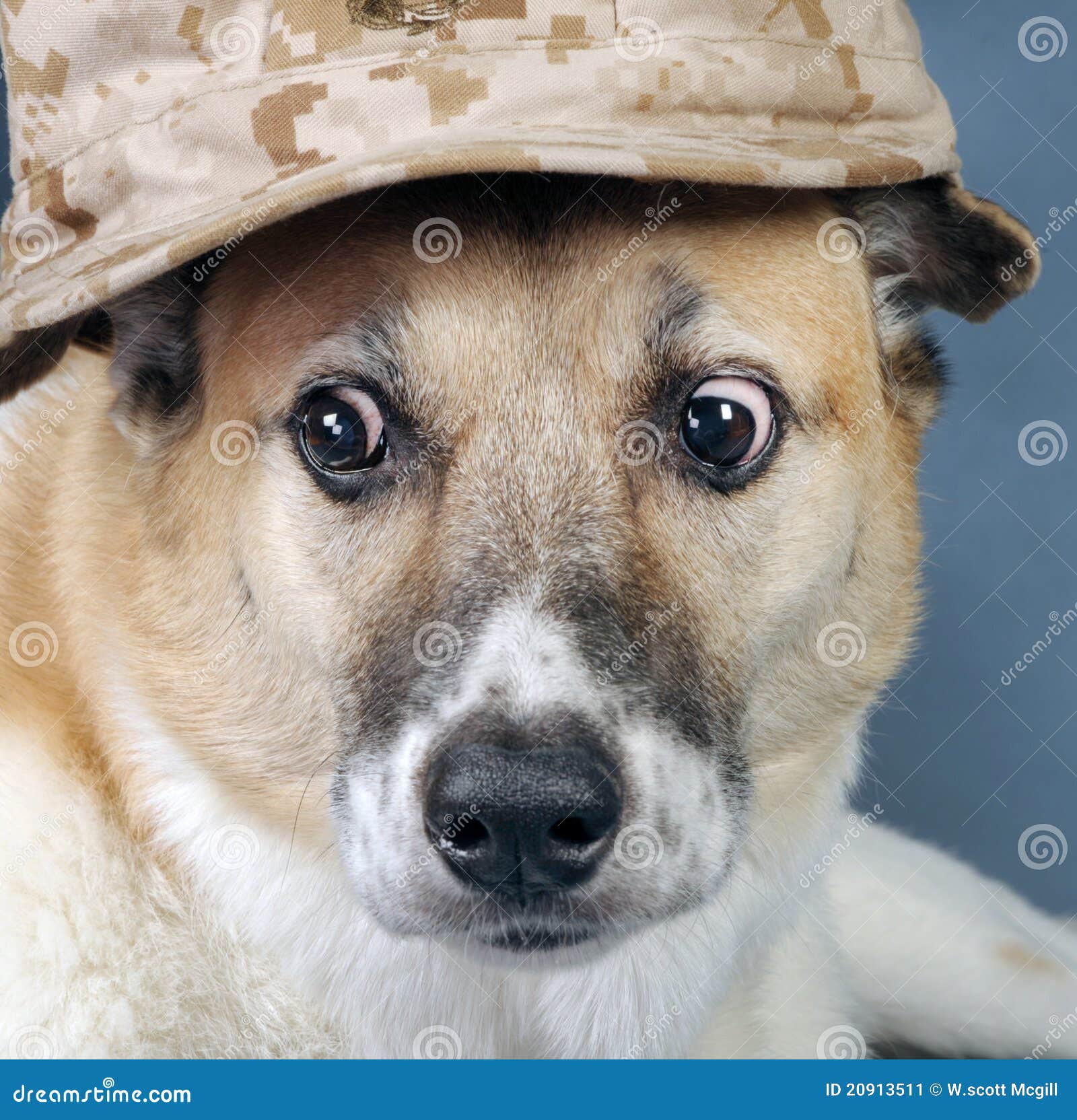 Marine Corp Dog. stock image. Image of domestic, hair 20913511