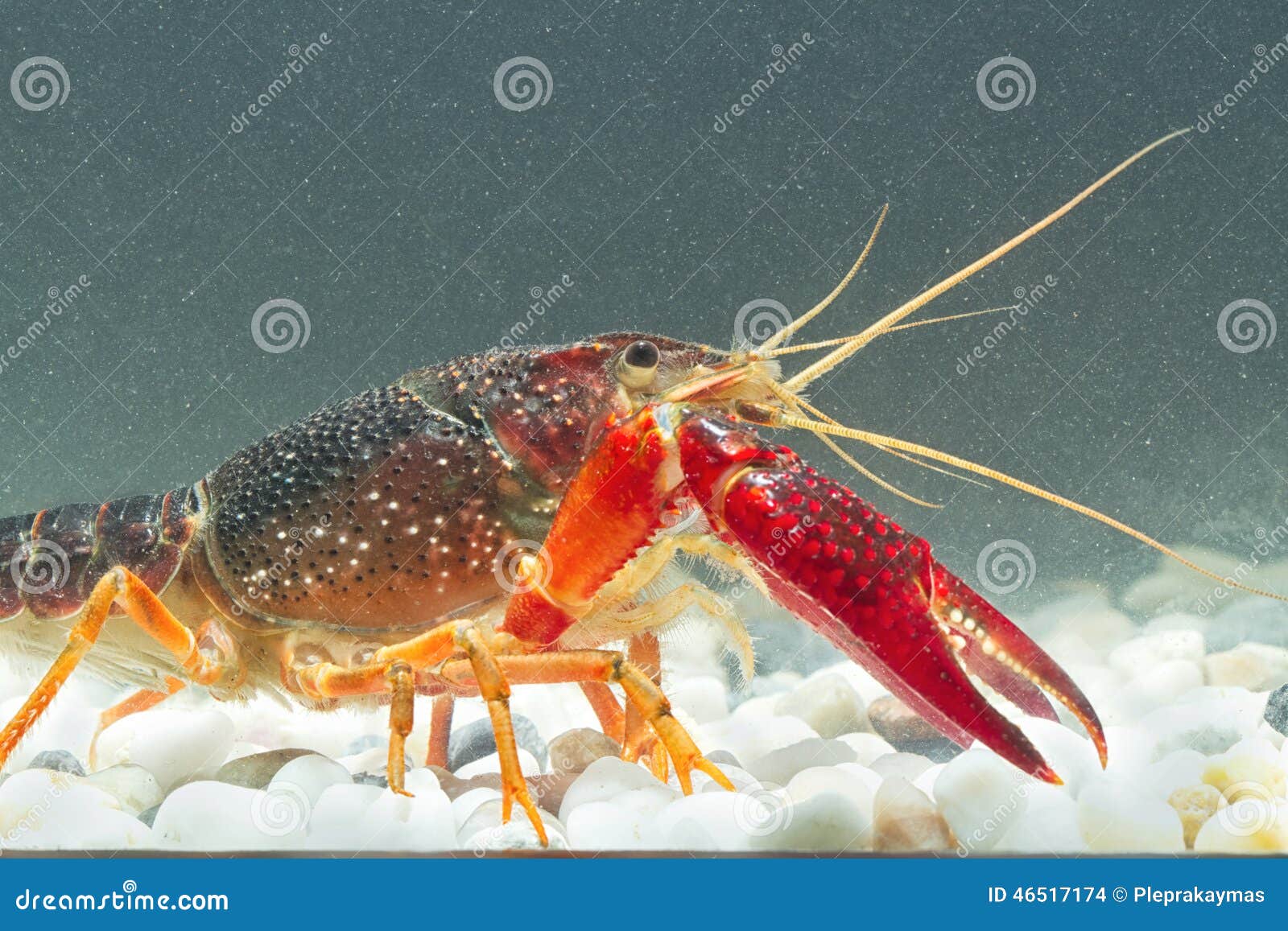 Marine Crayfish in the Aquarium Stock Photo Image of aquarium