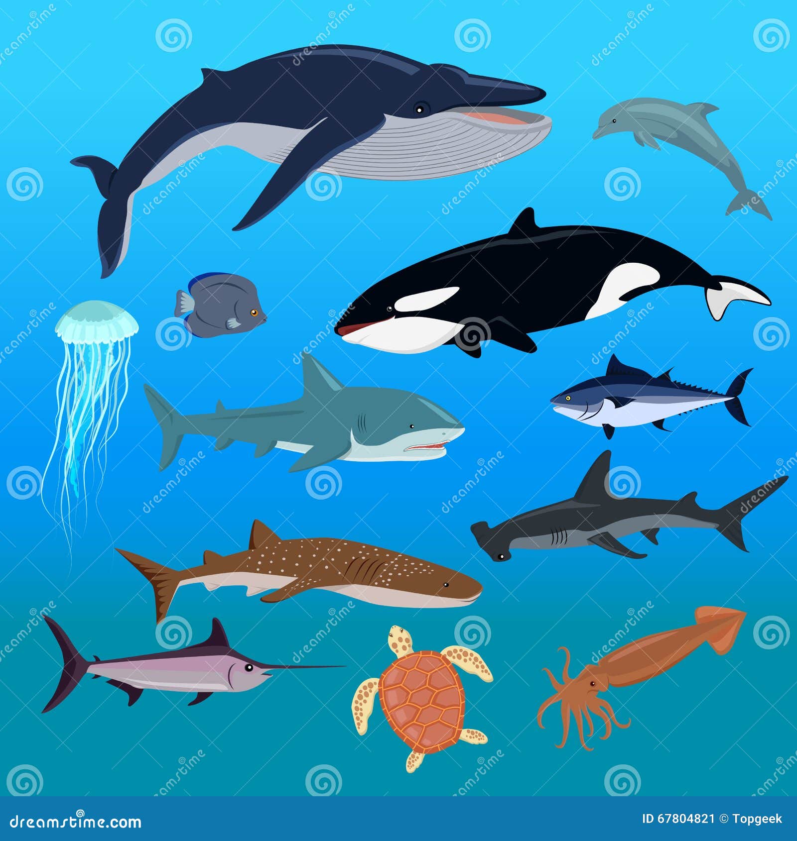 Marine Fauna Set of Aquatic Animals Stock Vector - Illustration of fish,  animal: 67804821