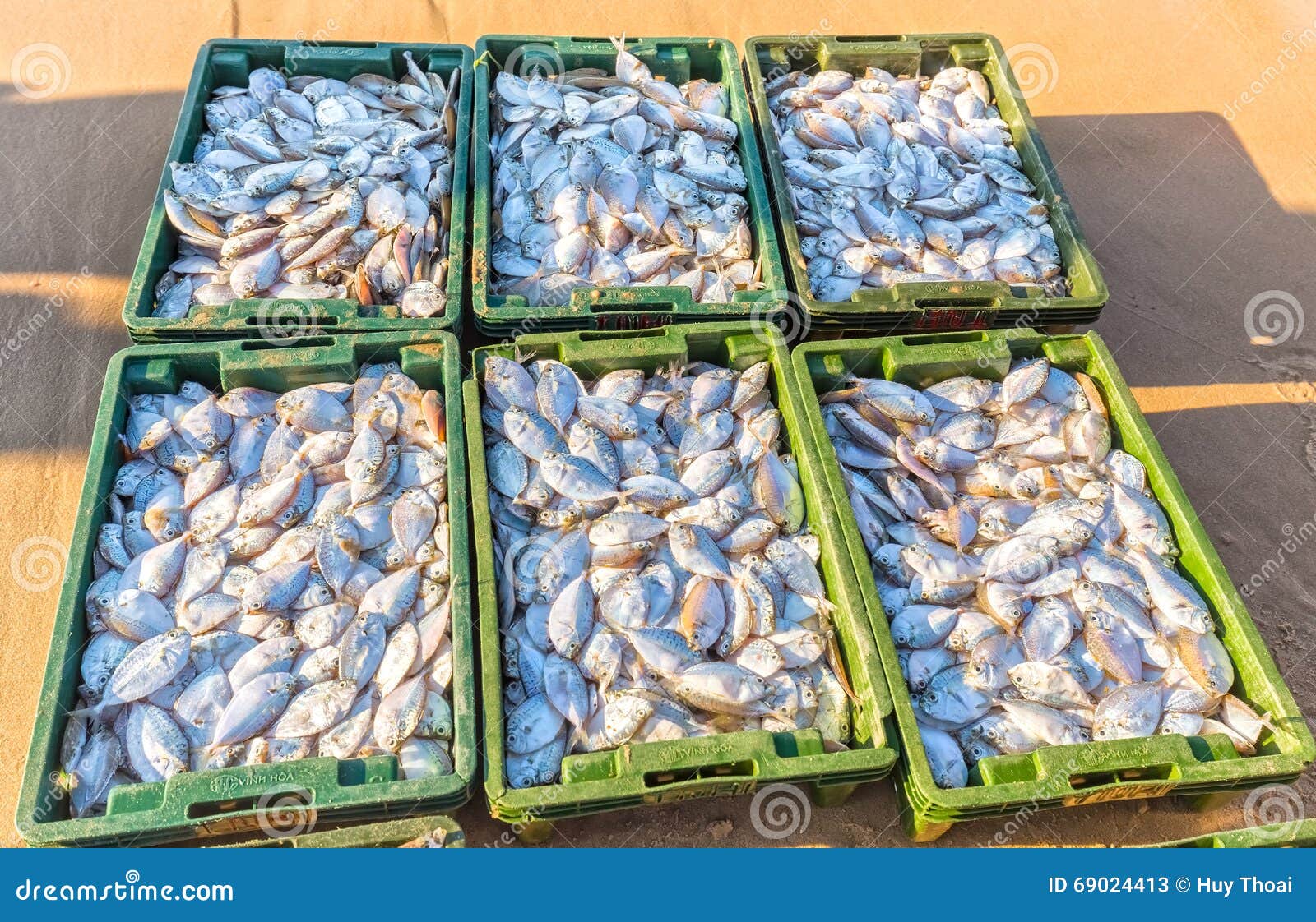 The Marine Fish Baskets Sold after Harvest Fishing Stock Image